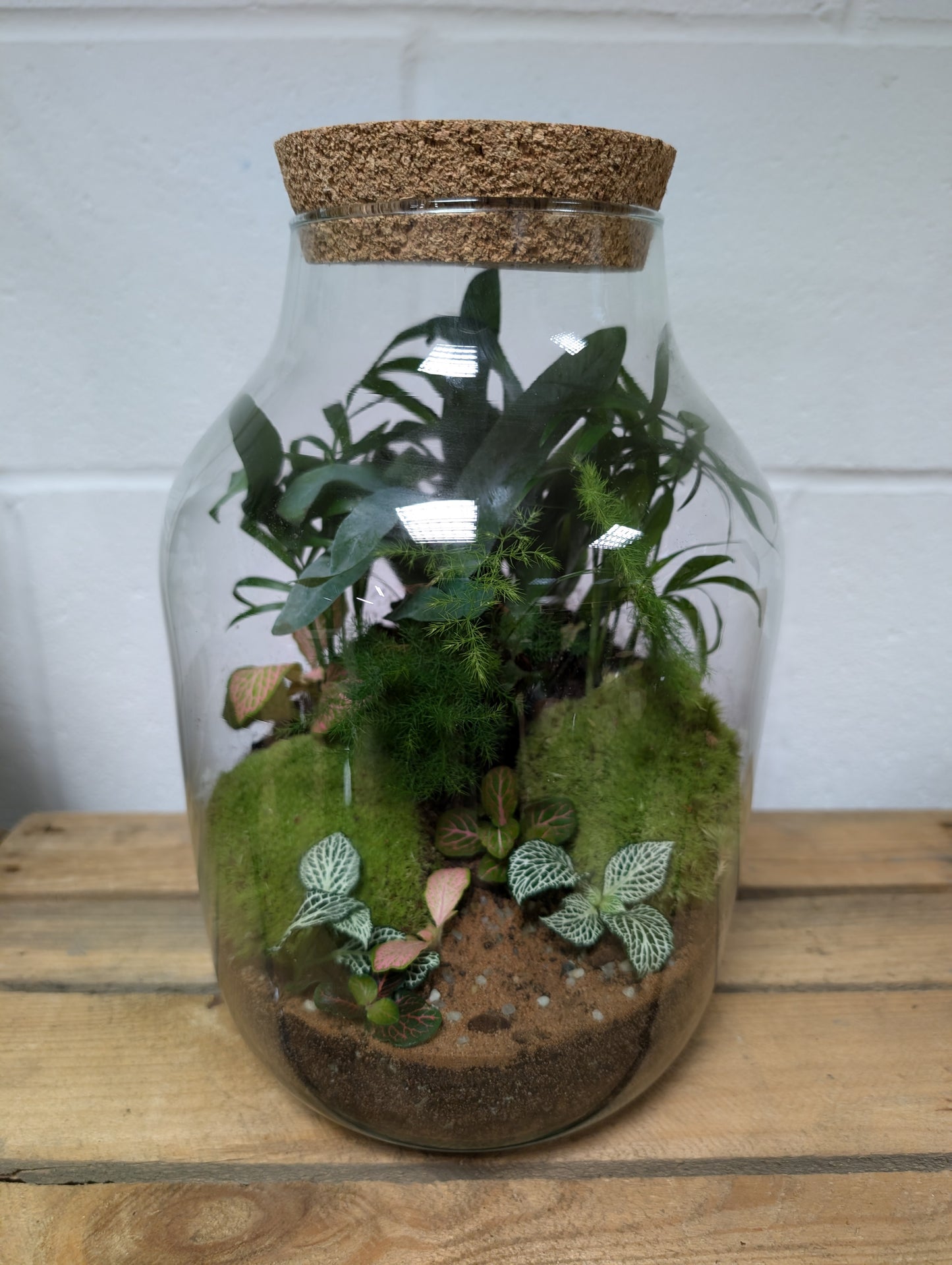 Large Ready-made Terrarium - 'Leanne'