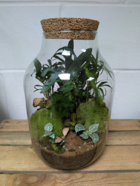 Large Ready-made Terrarium - 'Leanne'