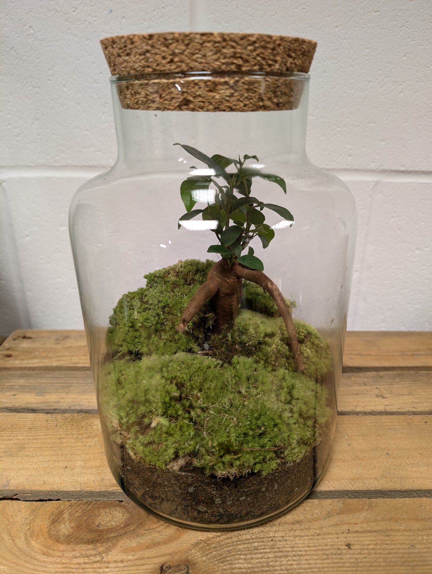 Large Ready-made Terrarium - 'Sean'