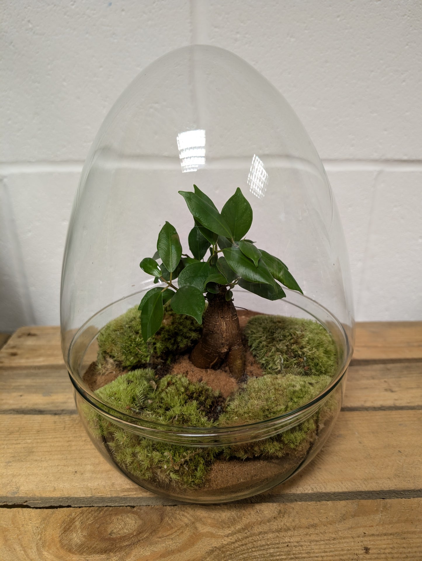 Large Ready-made Terrarium - 'Hilda'