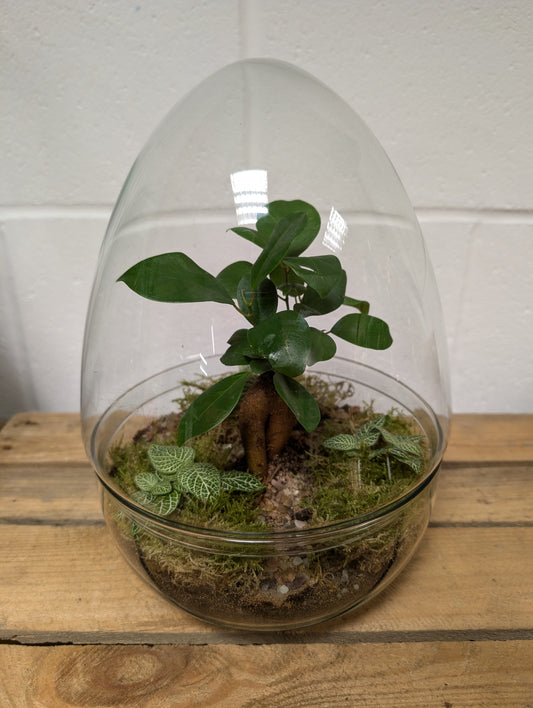 Large Ready-made Terrarium - 'Matilda'