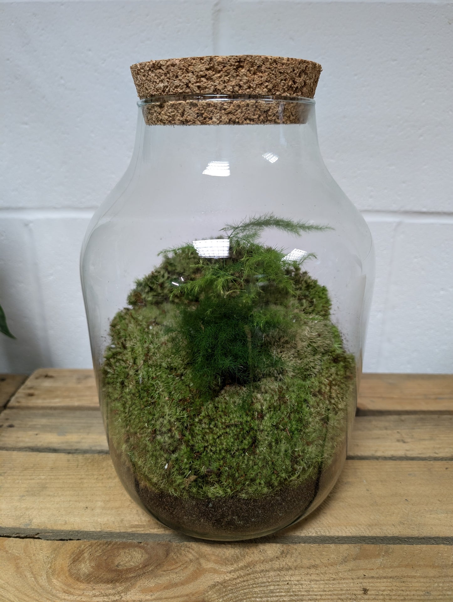 Large Ready-made Terrarium - 'Julia'