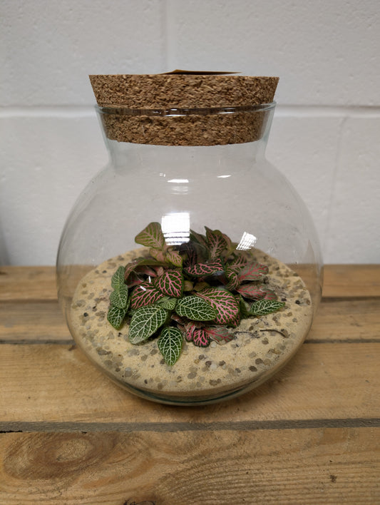 Medium Ready-made Terrarium - 'Kenan'