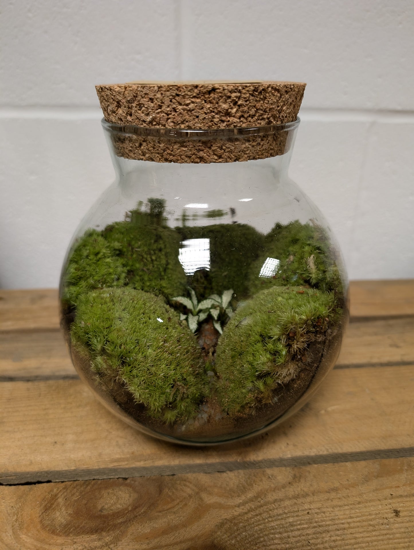Medium Ready-made Terrarium - 'Kel'