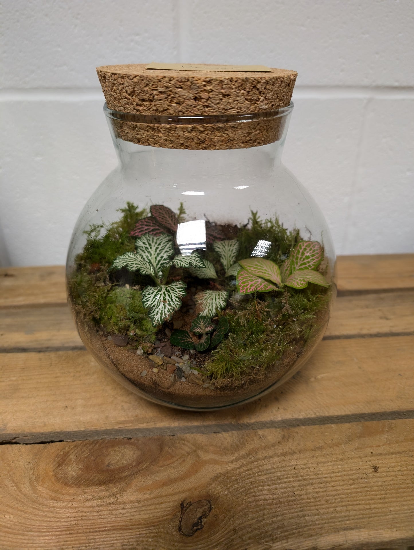 Medium Ready-made Terrarium - 'Raven'