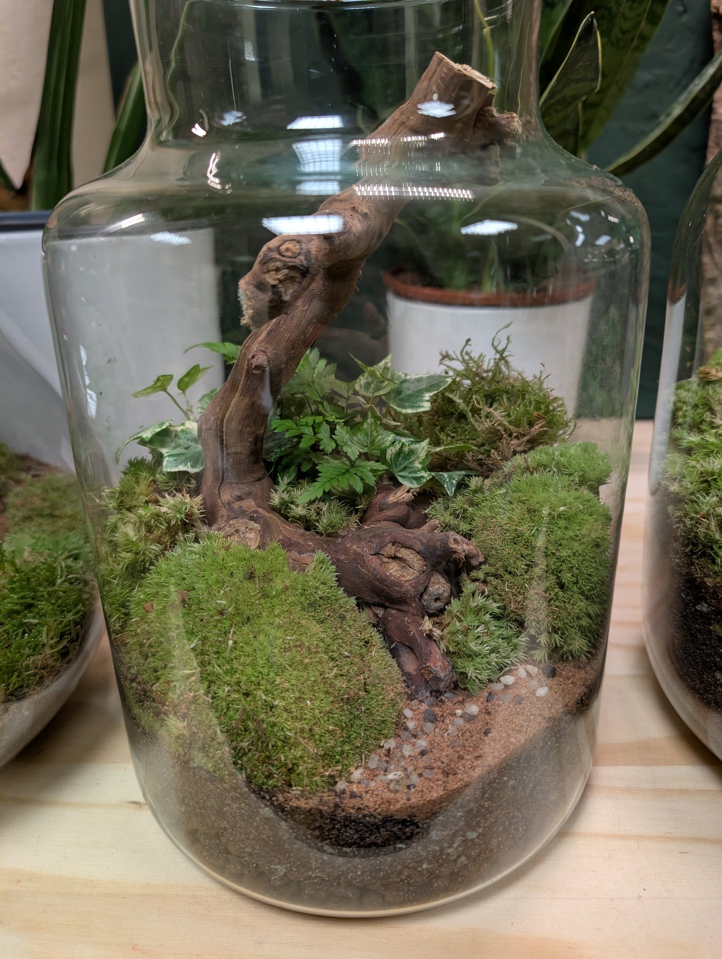 Large Ready-made Terrarium - 'Clyde'