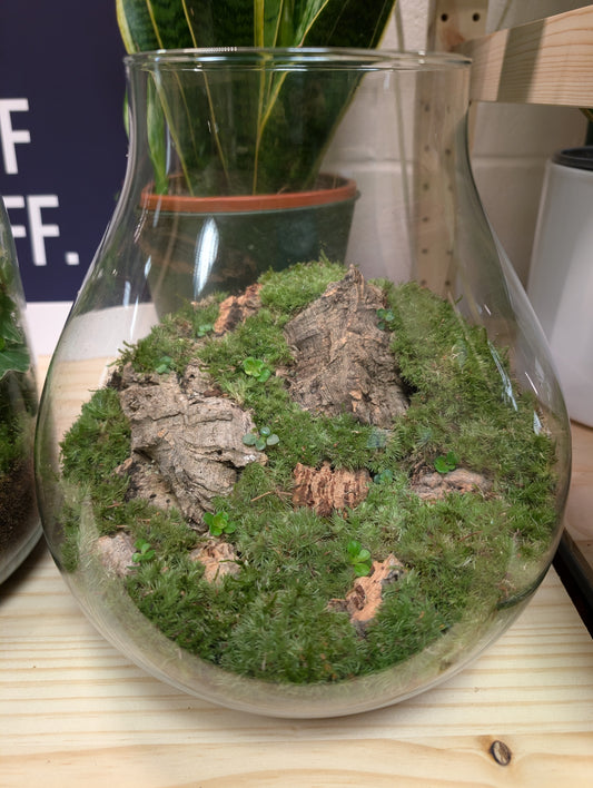 Large Ready-made Terrarium - 'Gareth'