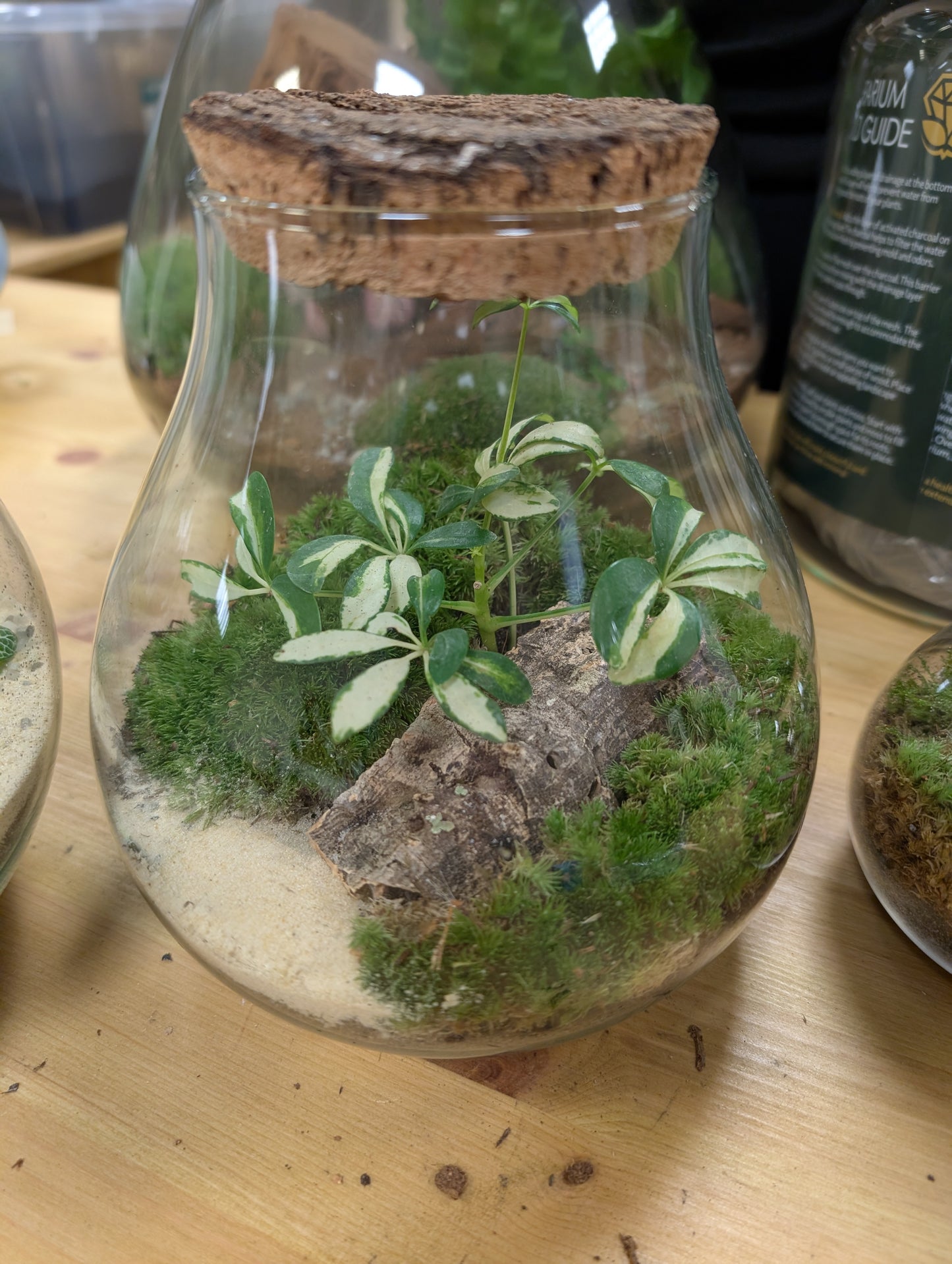 Medium Ready-made Terrarium - 'Ashley'
