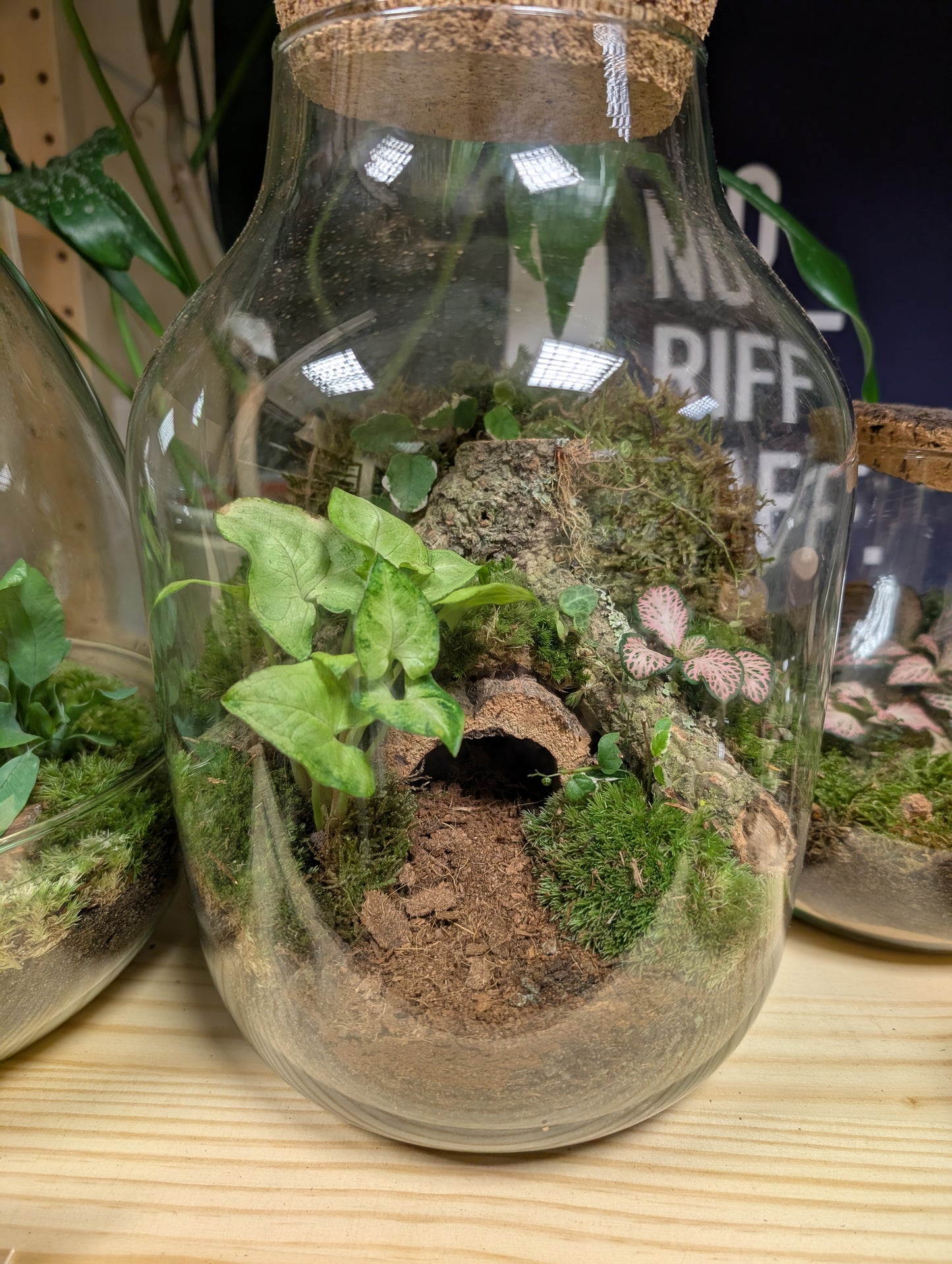 Large Ready-made Terrarium - 'Niamh'