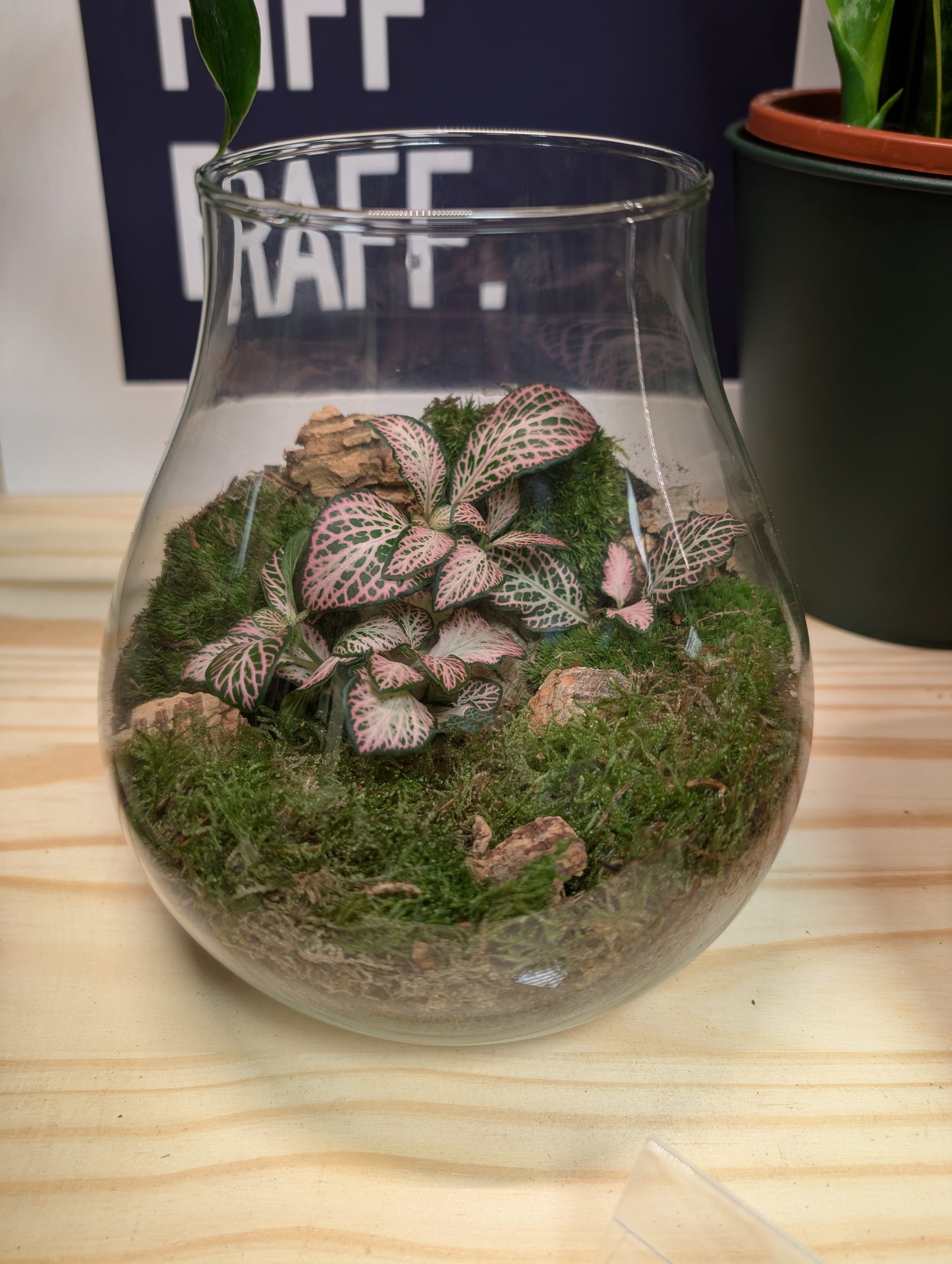 Medium Ready-made Terrarium - 'Beryl'