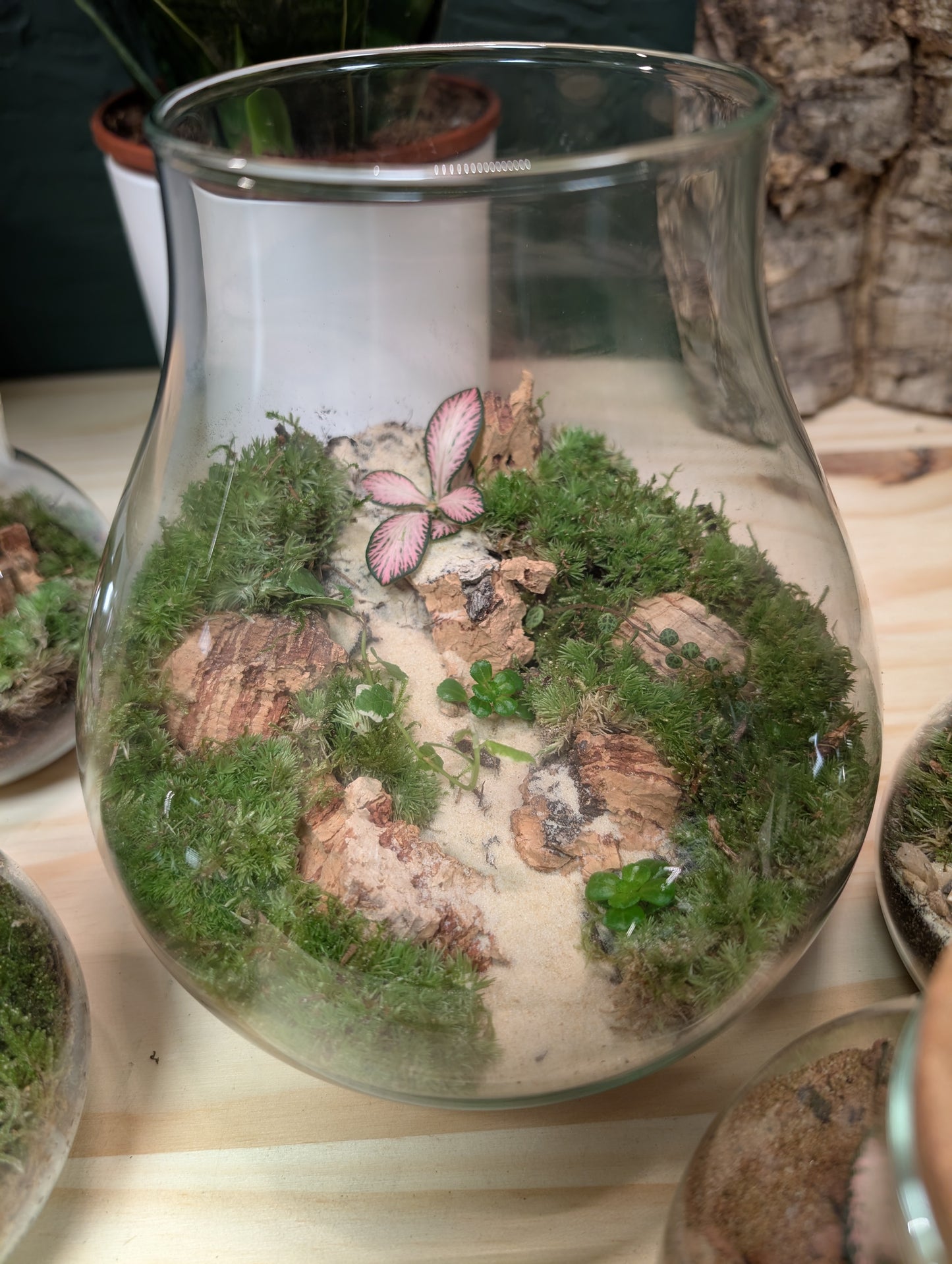 Medium Ready-made Terrarium - 'Frank'