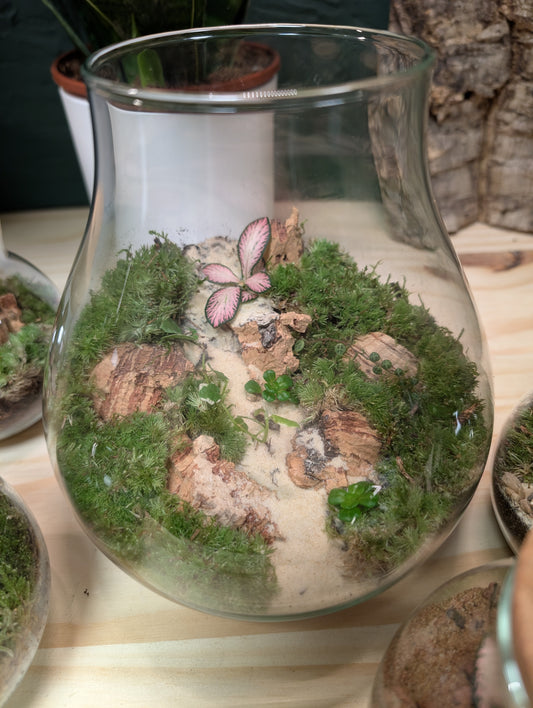 Medium Ready-made Terrarium - 'Frank'