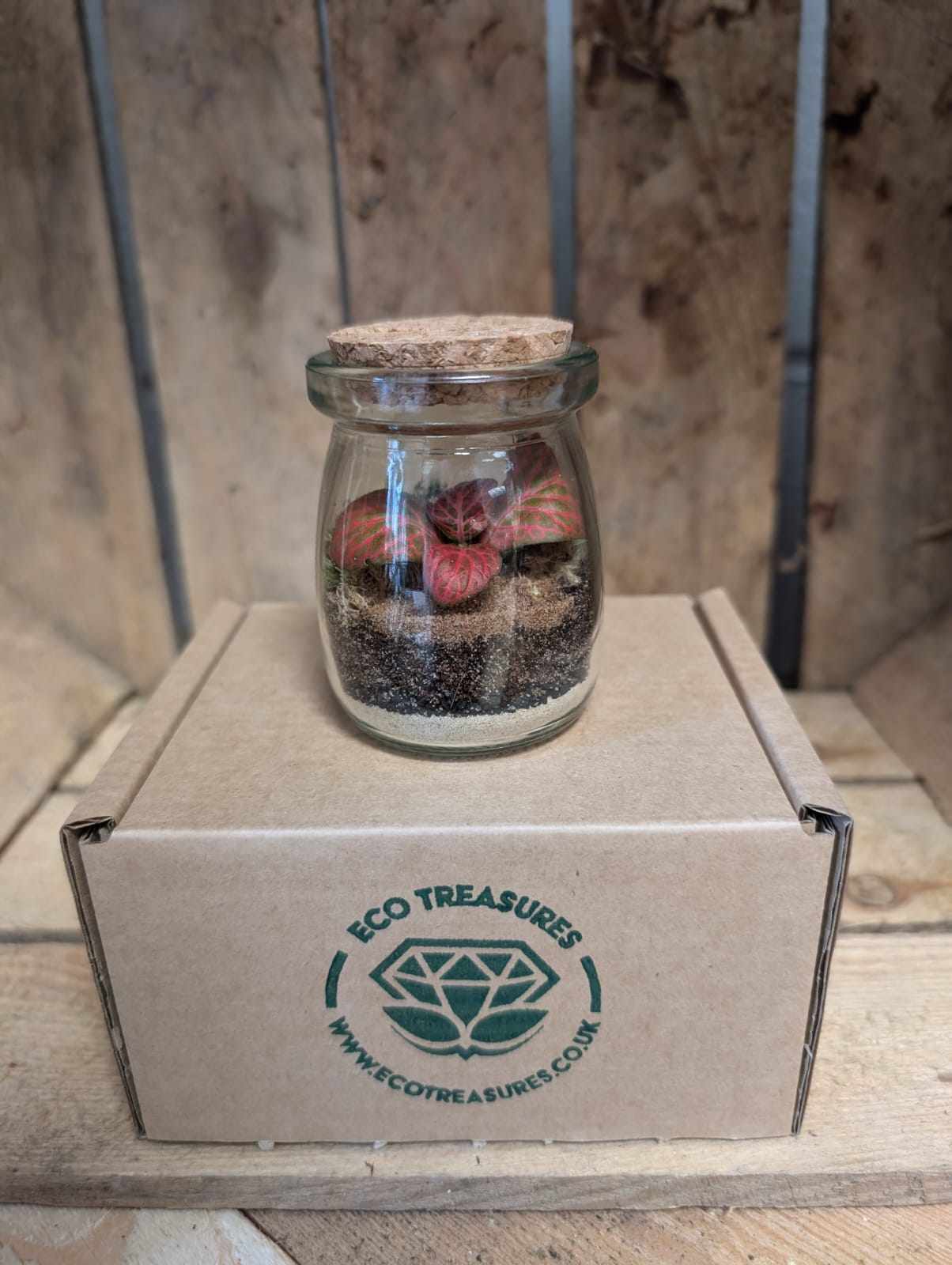 Small Ready-made Terrarium - 'Roger'