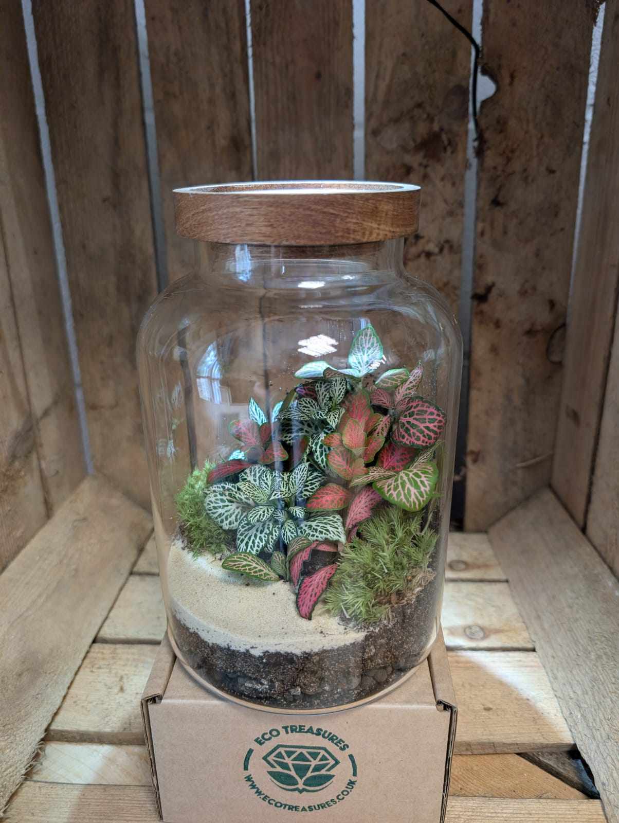 Medium Ready-made Terrarium - 'Felicia'