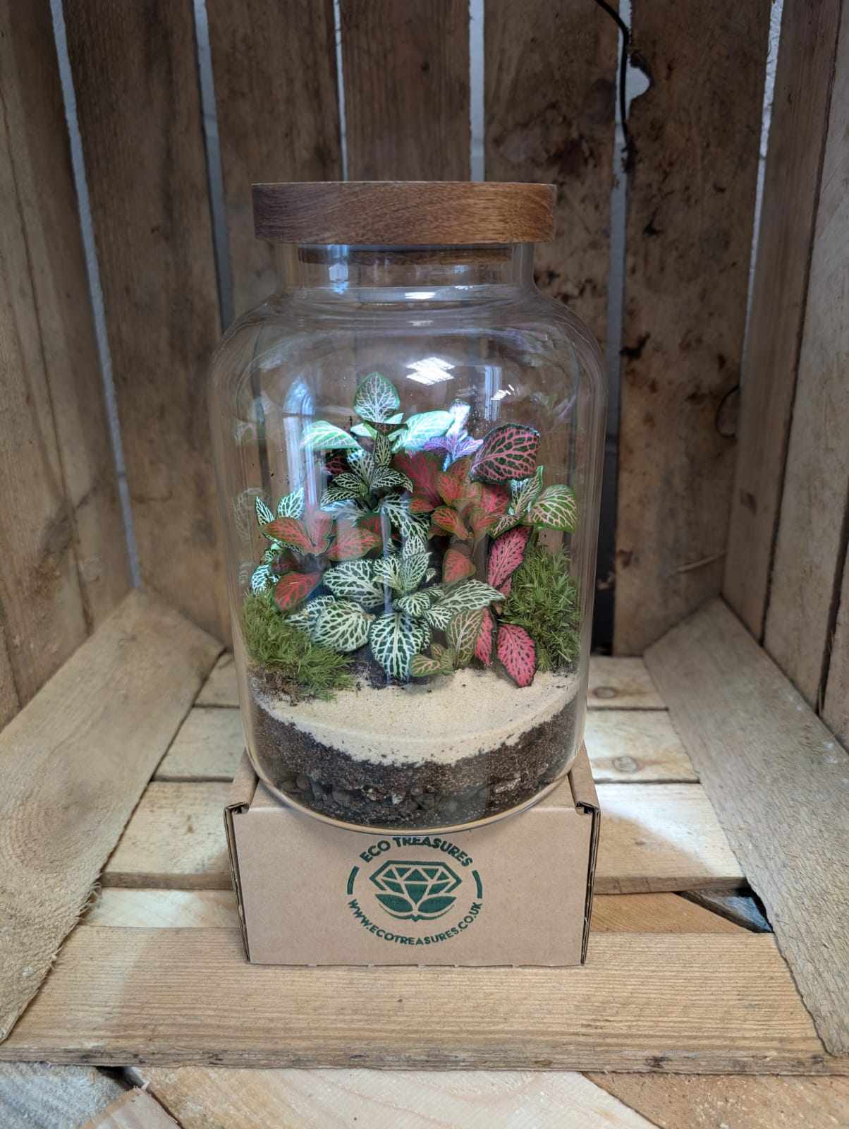 Medium Ready-made Terrarium - 'Felicia'
