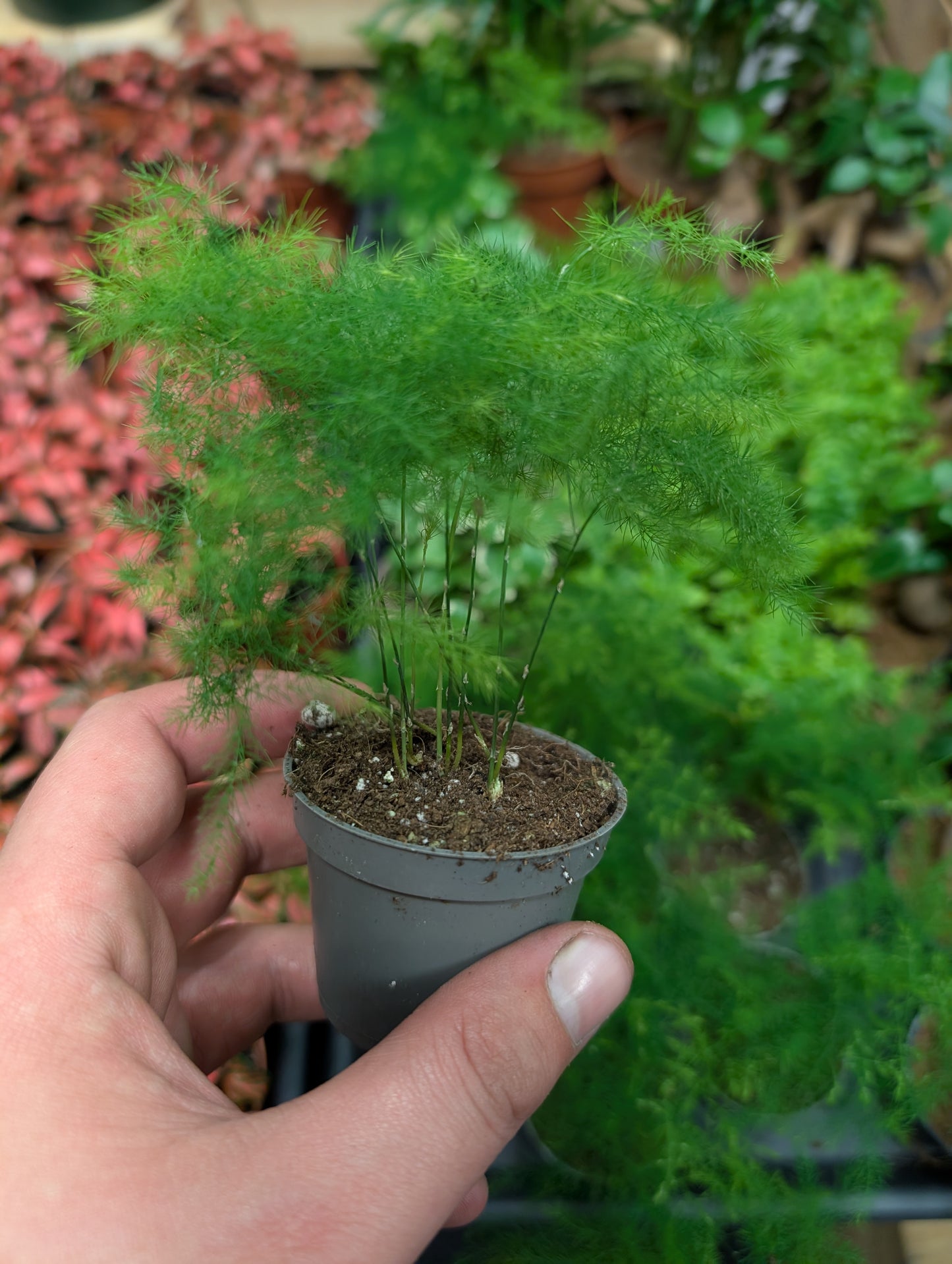 Asparagus Fern