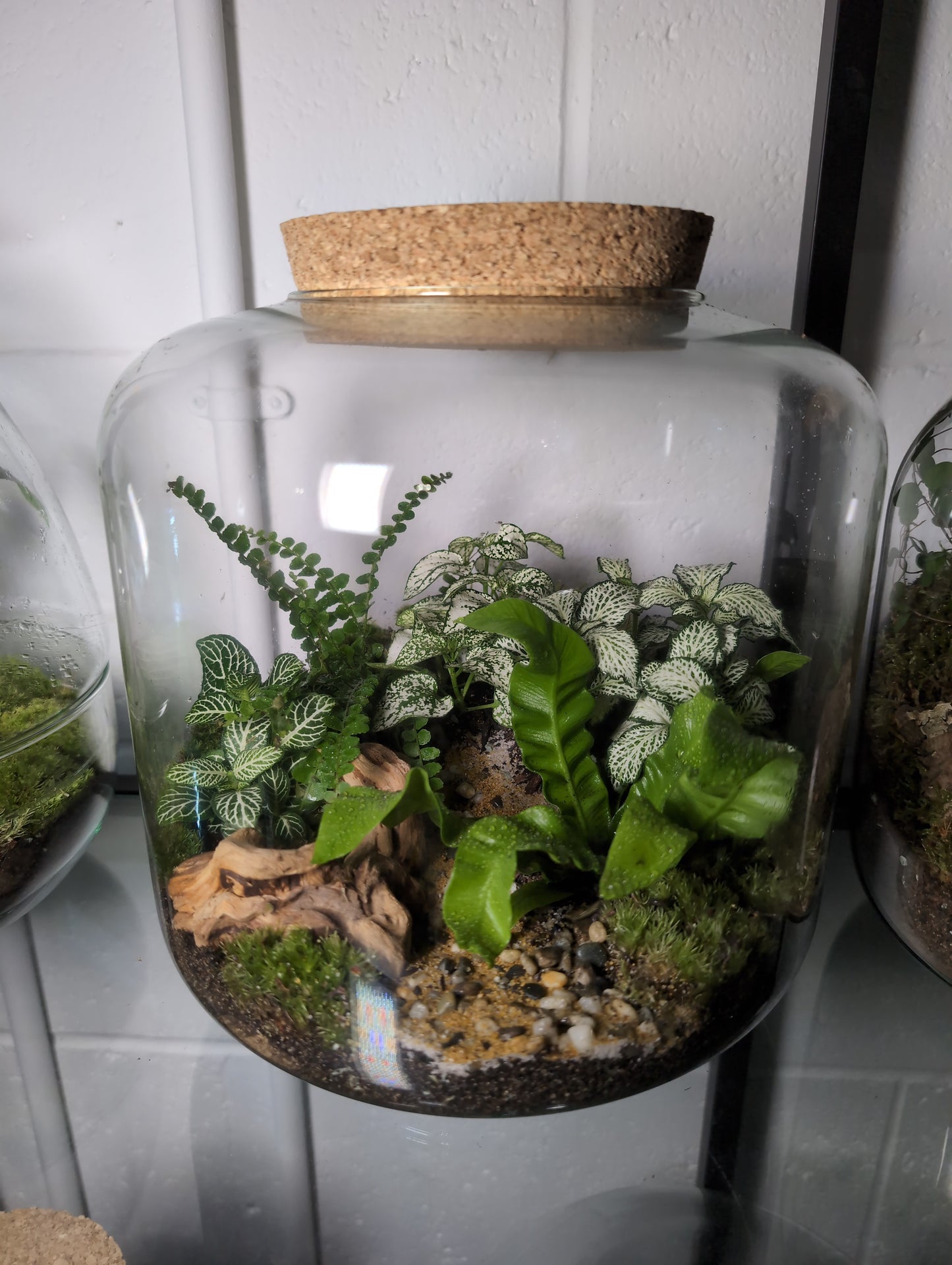 Julie - Premade Terrarium