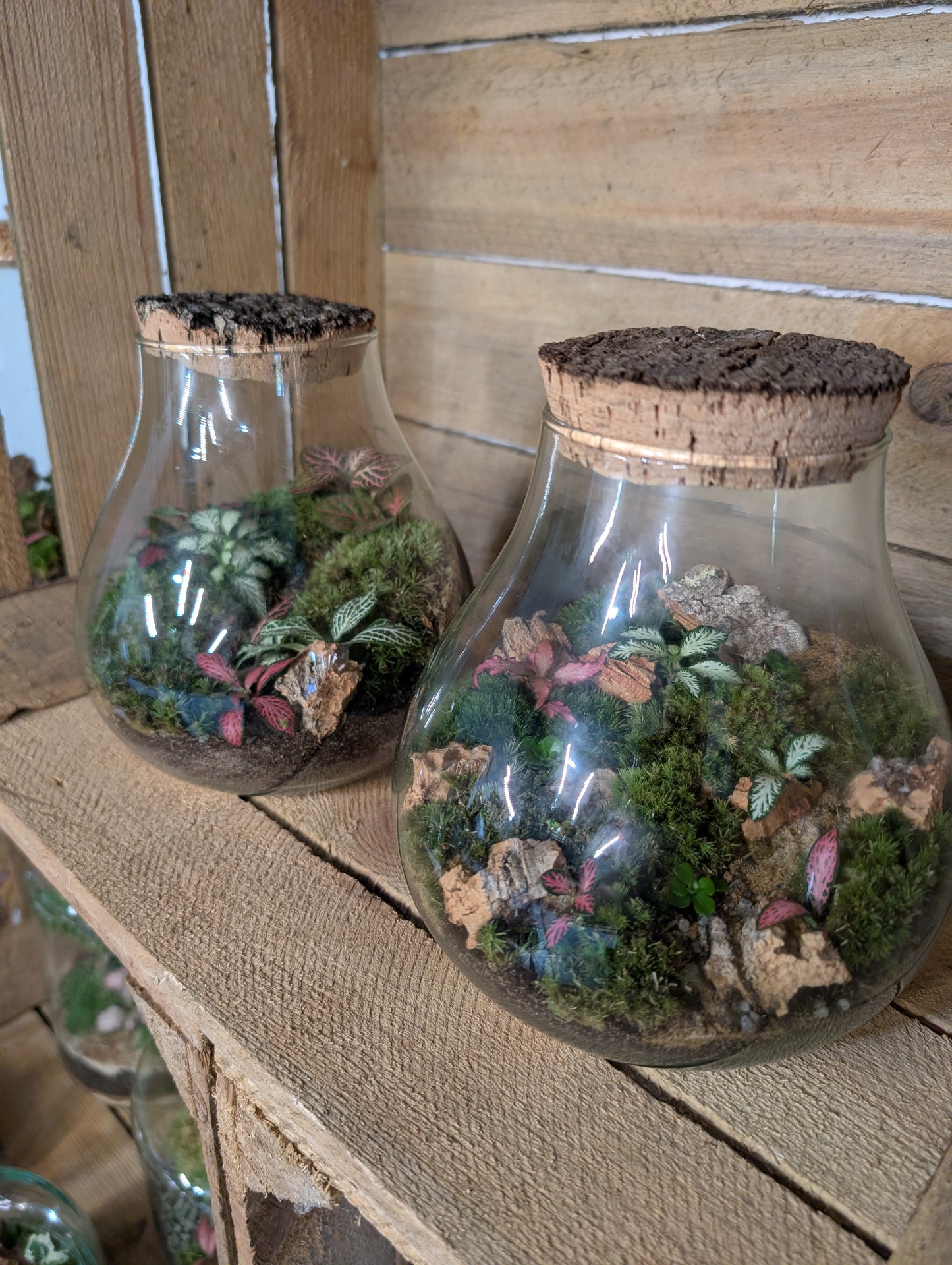 Ready-made Terrarium - 'Jasmine'