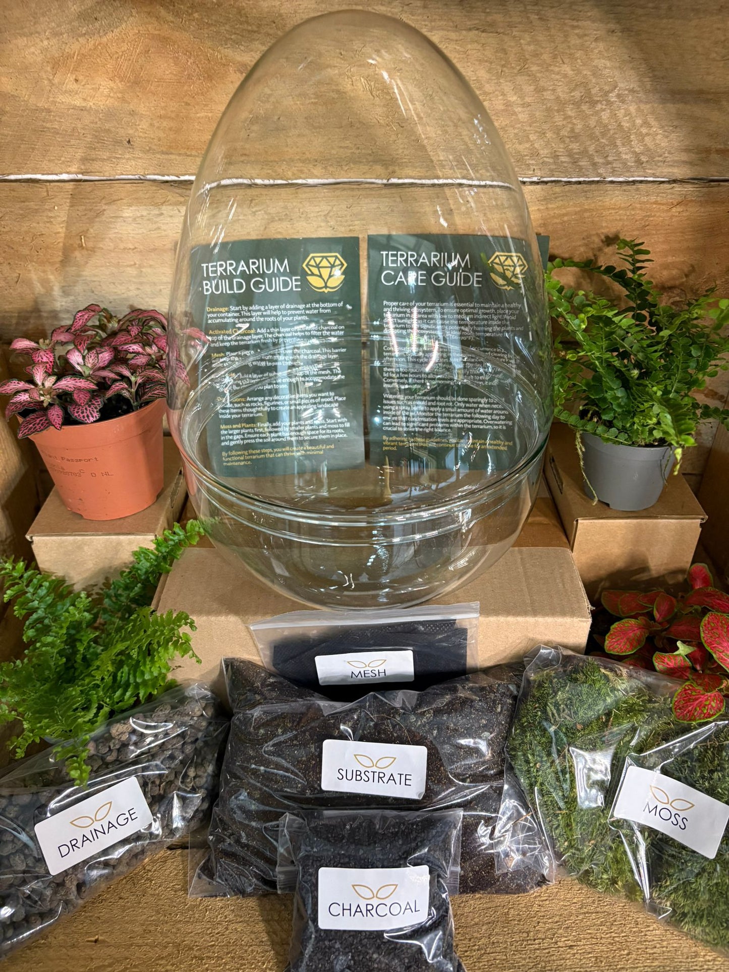 DIY Terrarium Kit - 'Edmond'