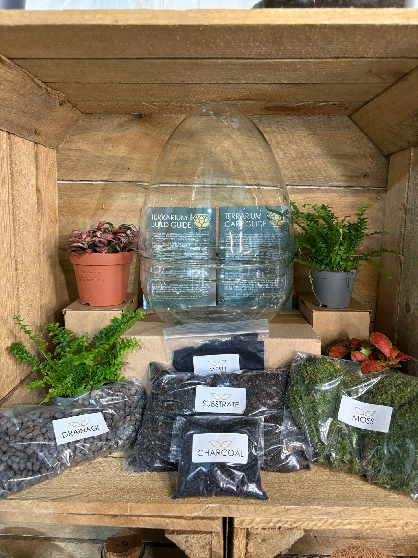 DIY Terrarium Kit - 'Edmond'