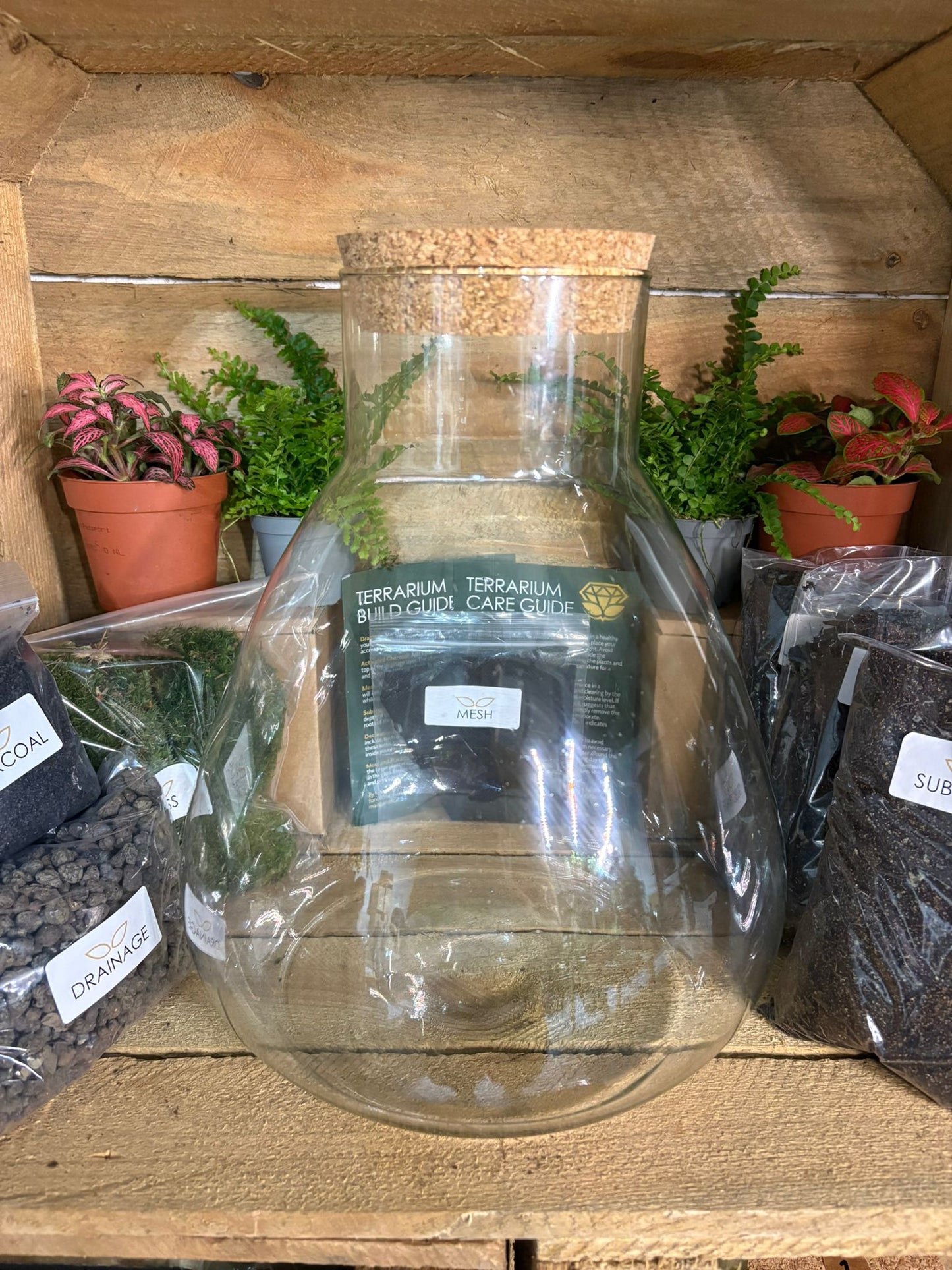 DIY Terrarium Kit - 'Bruce'