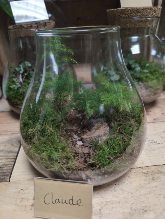 Medium Ready-made Terrarium - 'Claude'