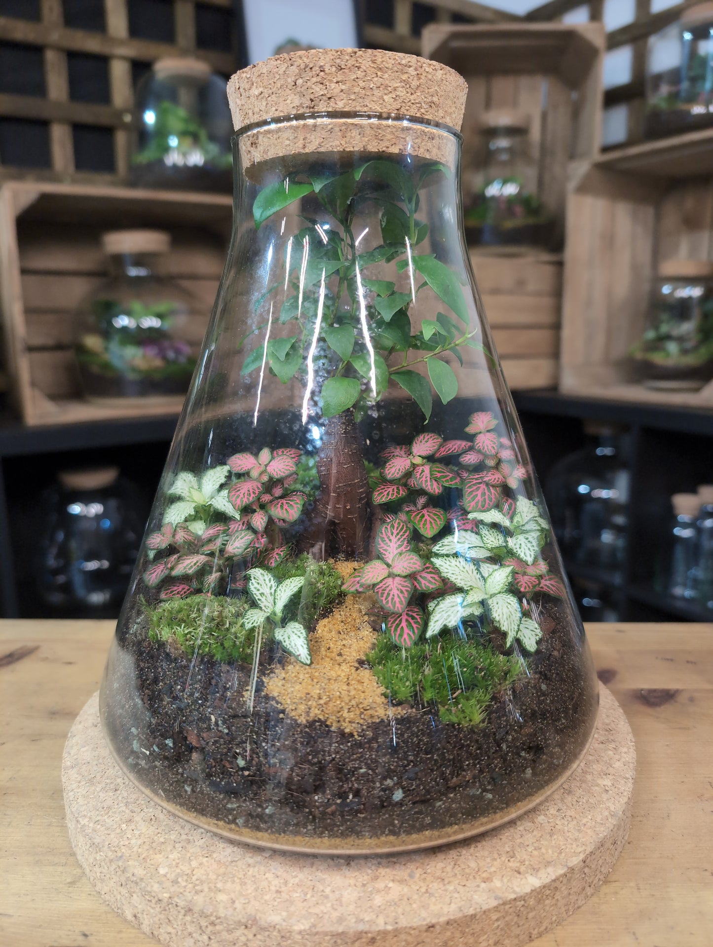 Ready-made Terrarium – Verity Jar