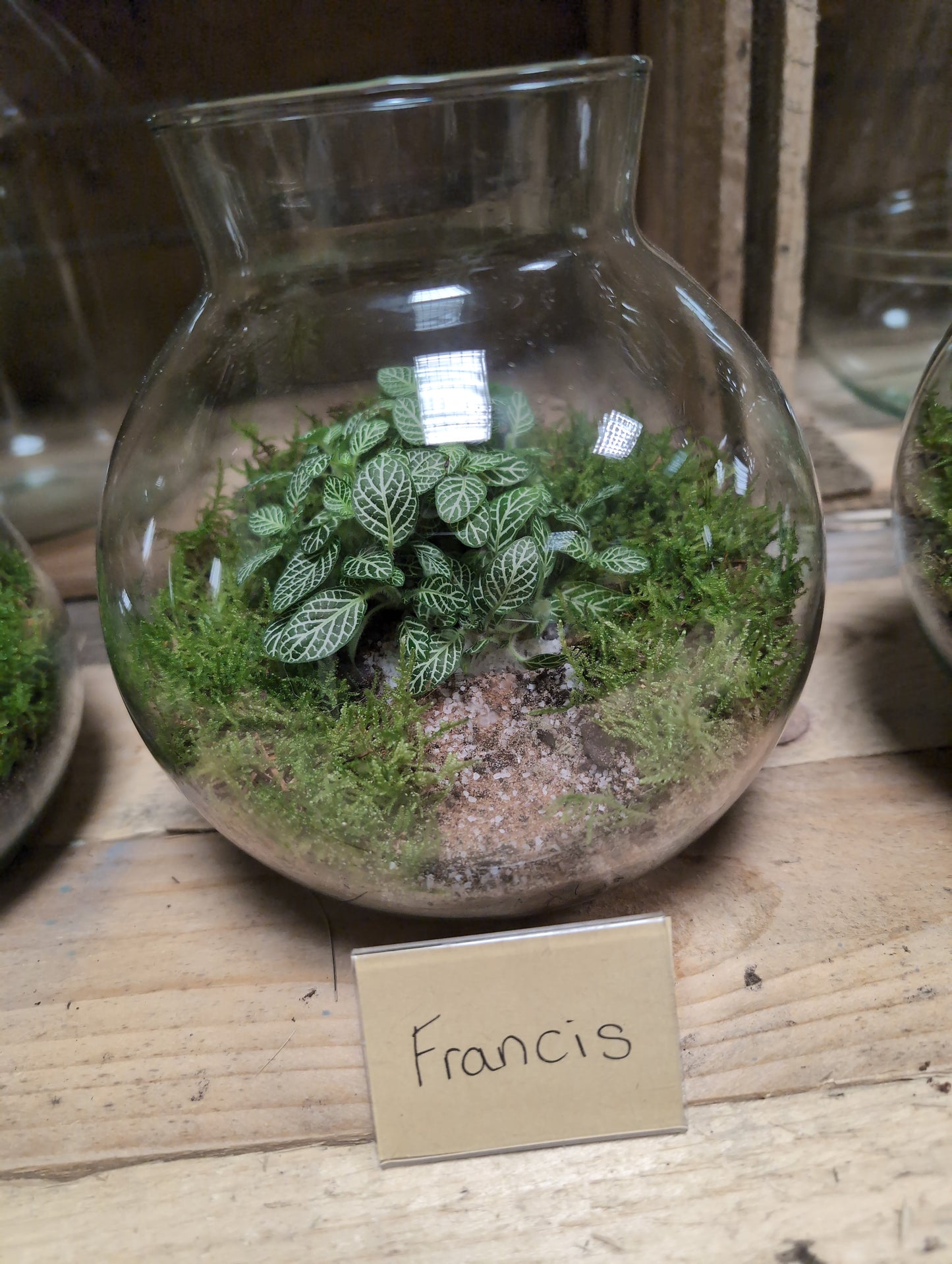 Medium Ready-made Terrarium - 'Francis'
