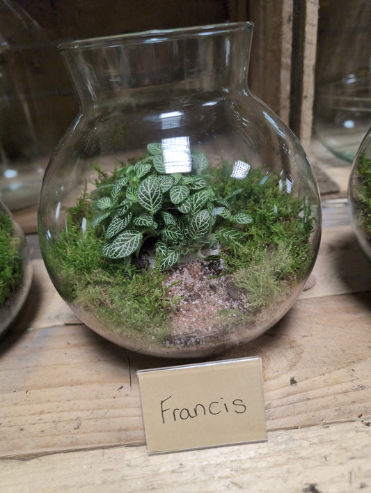 Medium Ready-made Terrarium - 'Francis'