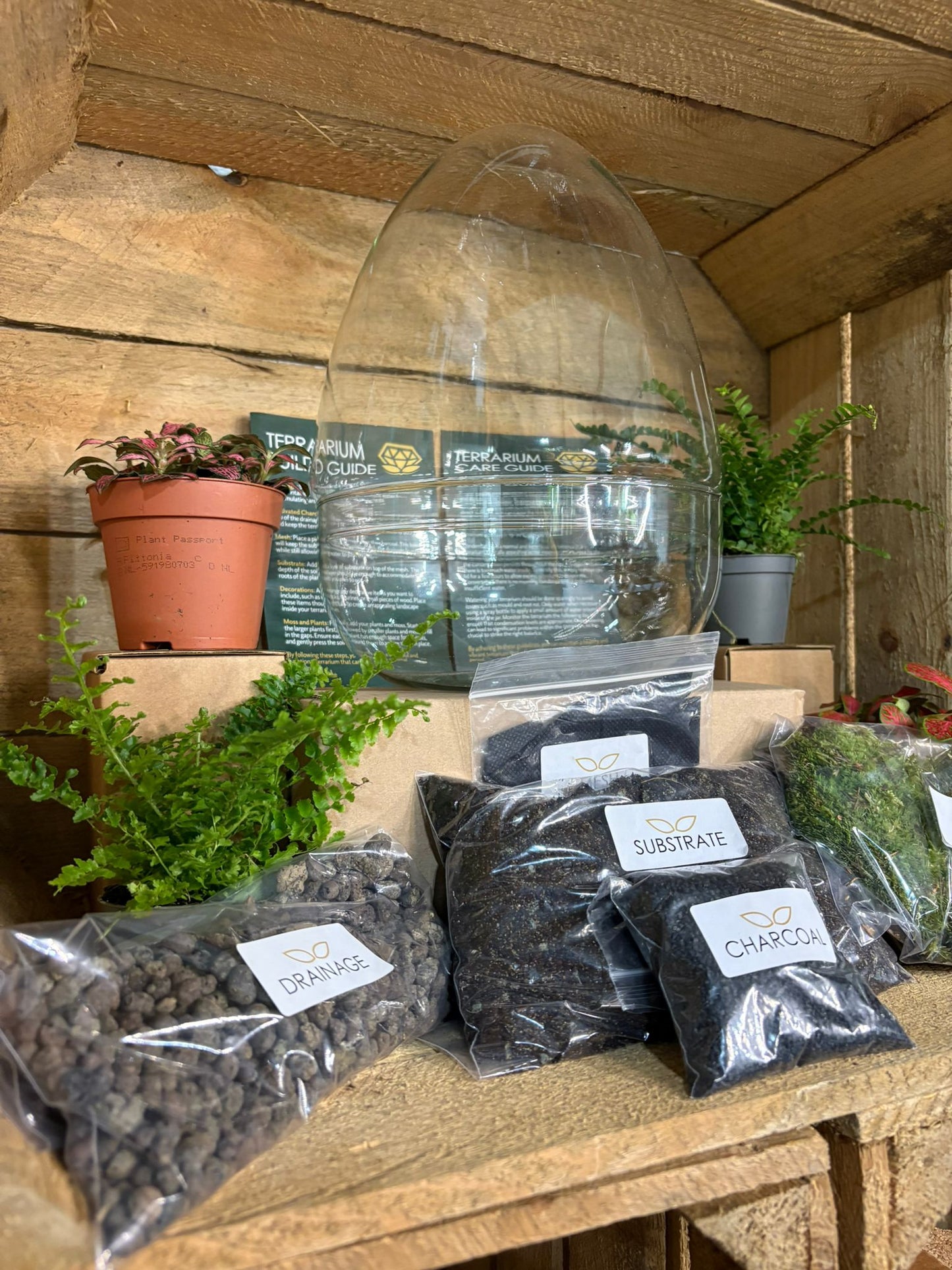 DIY Terrarium Kit - 'Edmond'