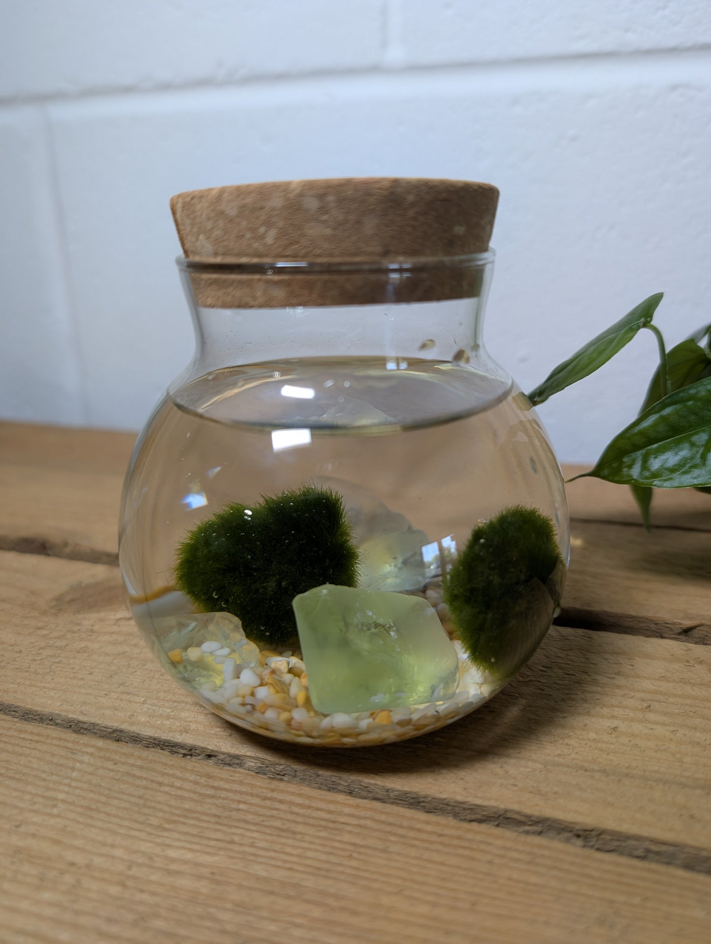 Moss Ball Linzi Kit