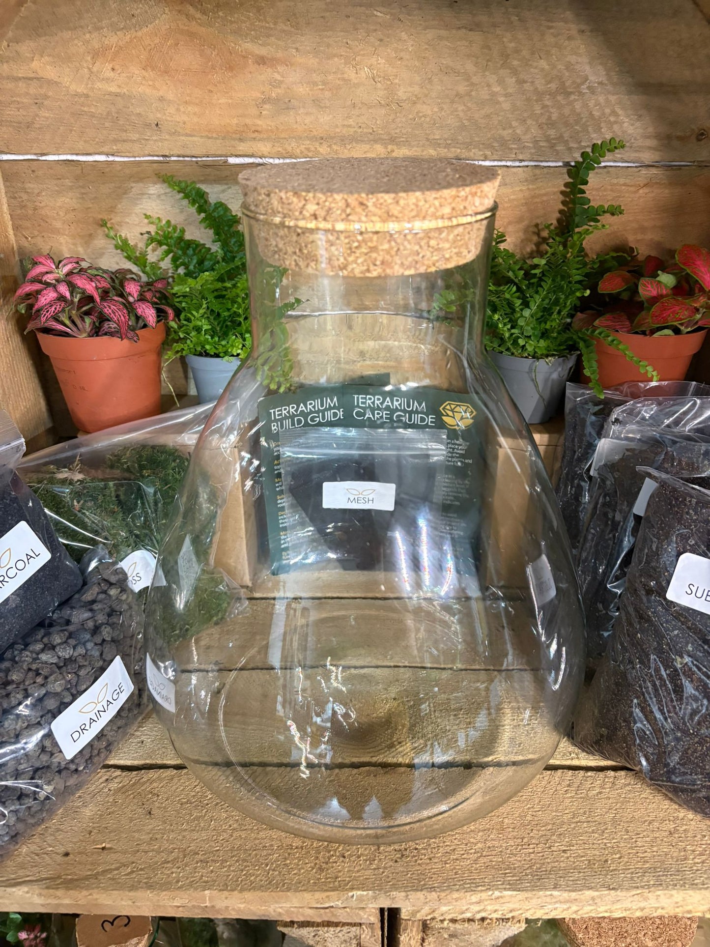 DIY Terrarium Kit - 'Bruce'