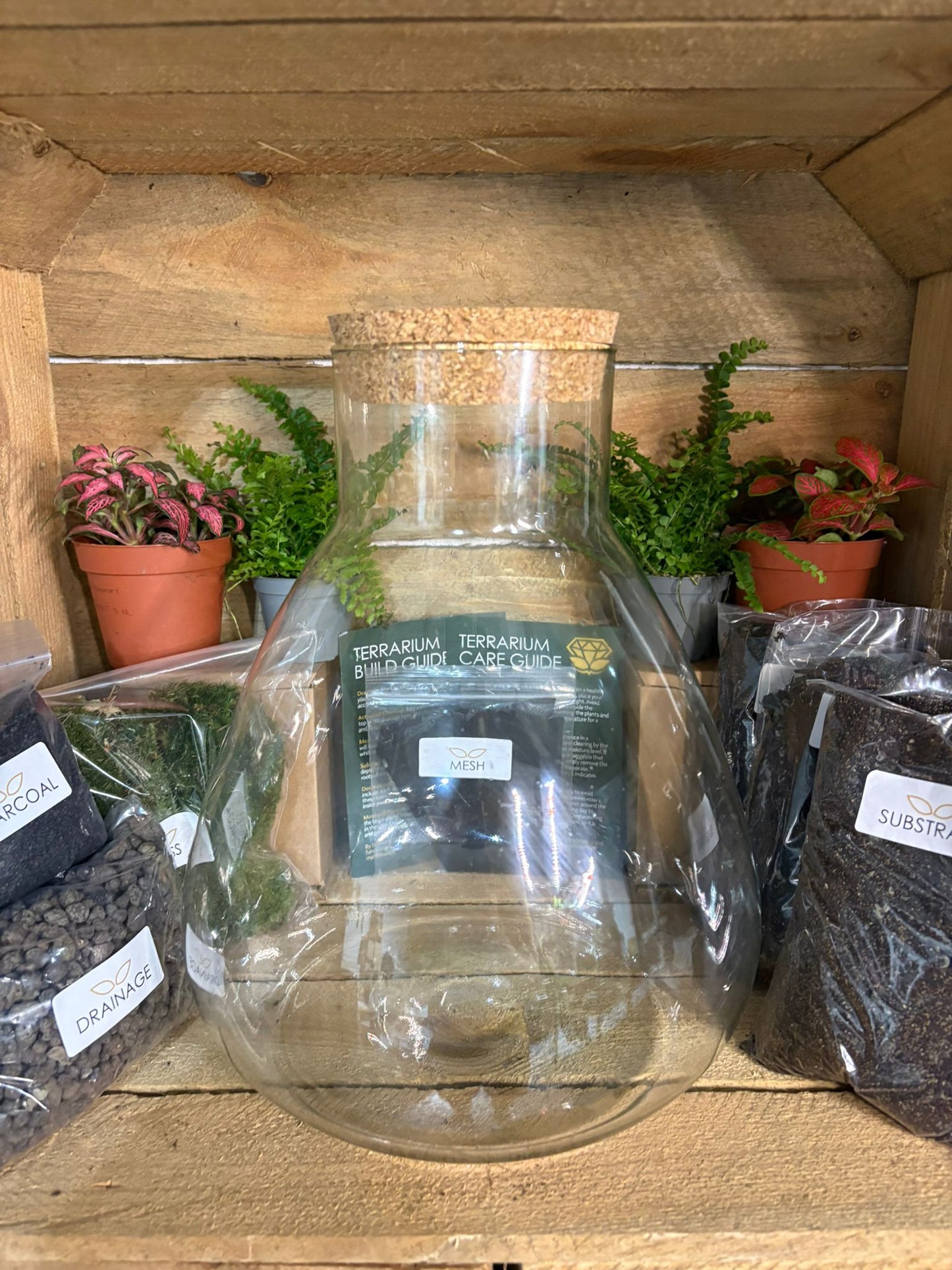 DIY Terrarium Kit - 'Bruce'