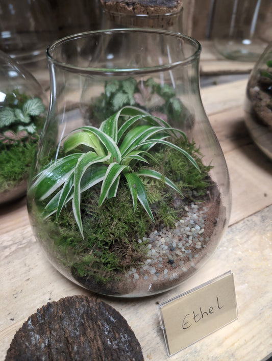 Medium Ready-made Terrarium - 'Ethel'