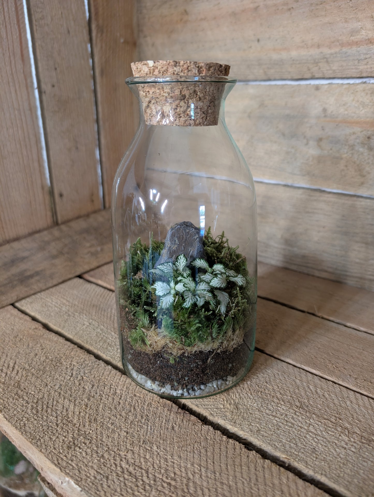Ready-made Terrarium - 'Aaron'