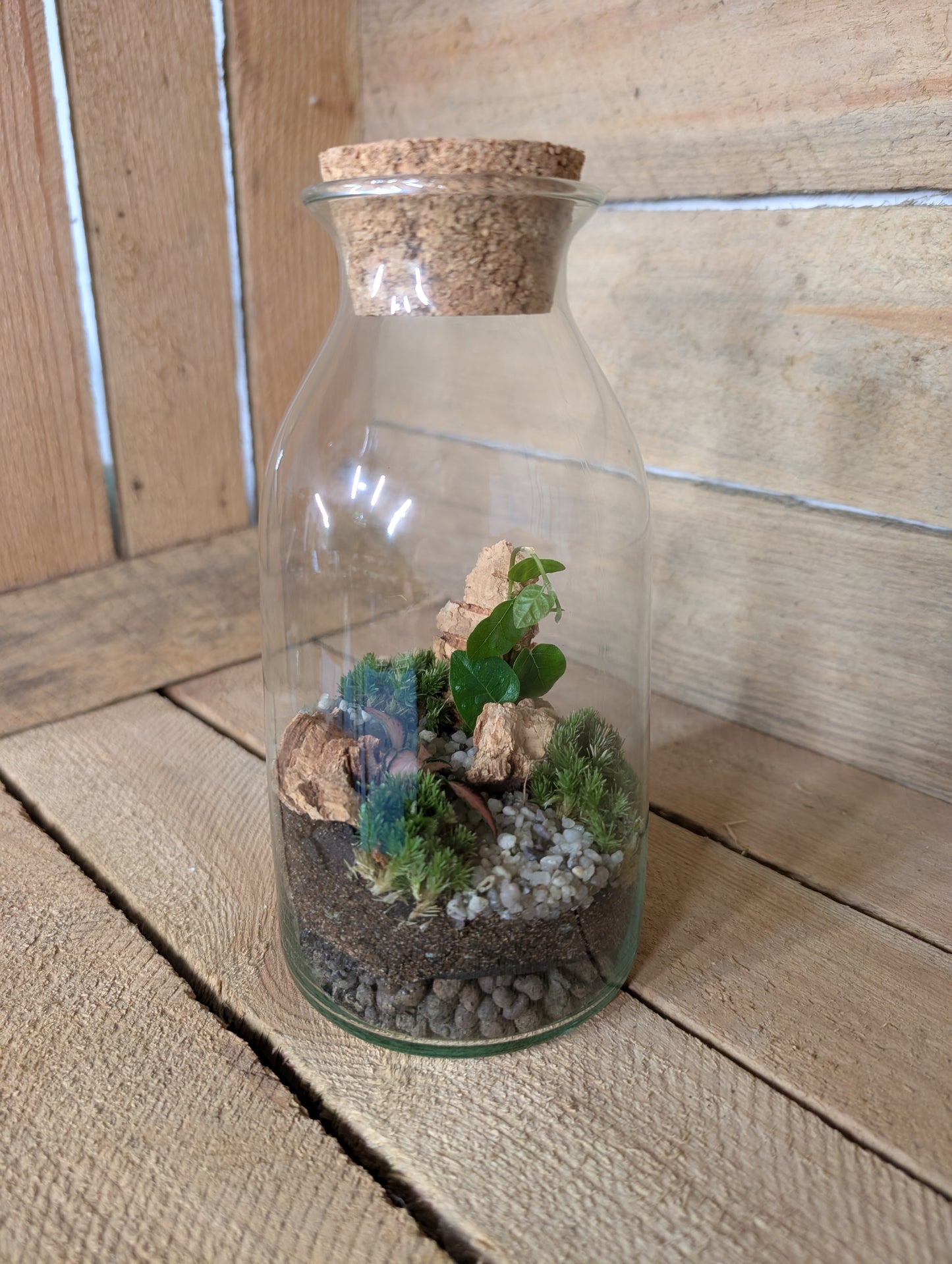 Ready-made Terrarium - 'Aaron'