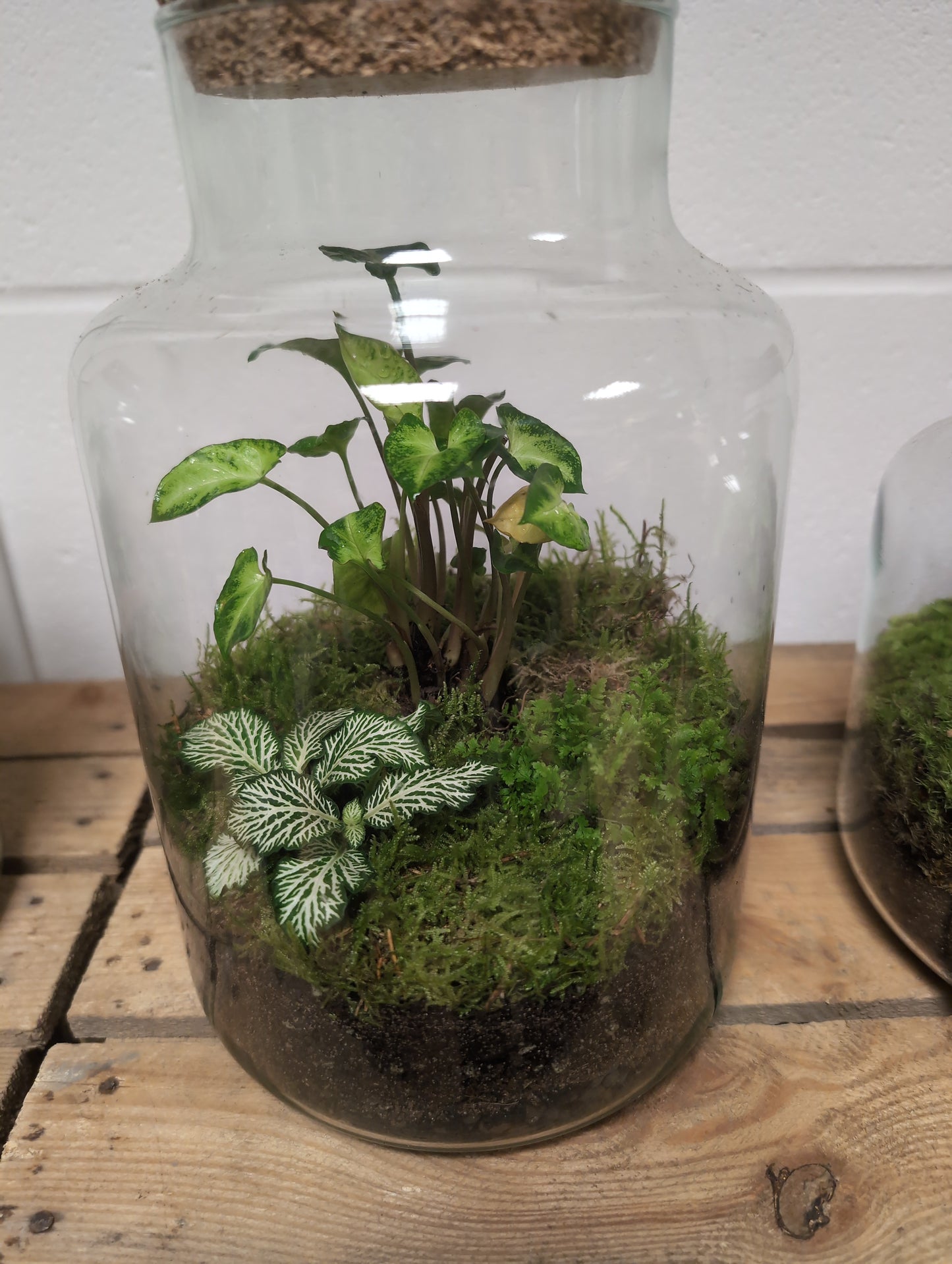 Large Ready-made Terrarium - 'Daisy'