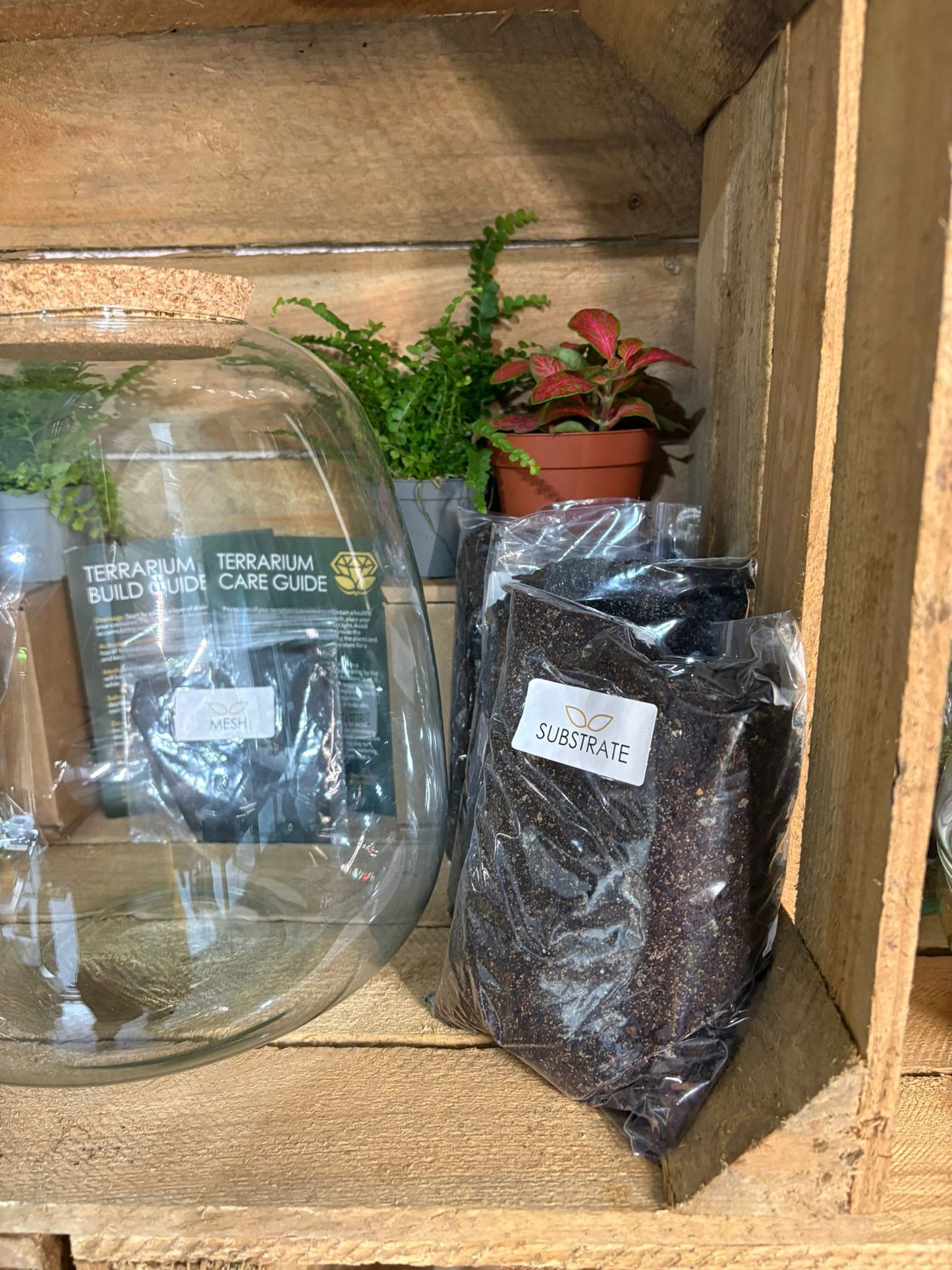 DIY Terrarium Kit - 'Hannah'