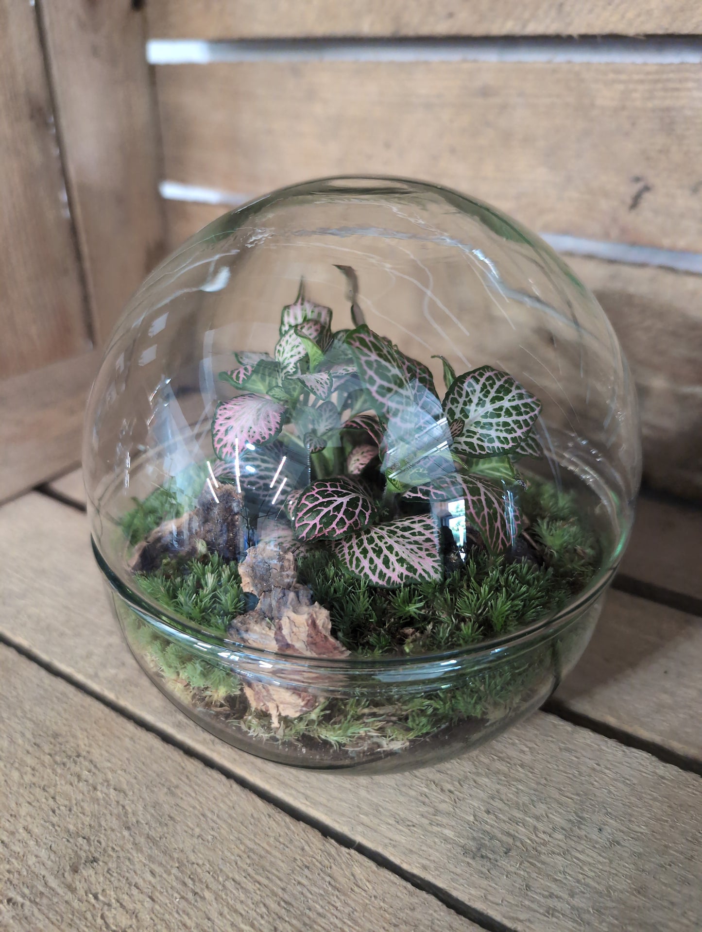 Ready-made Terrarium - 'Keira'