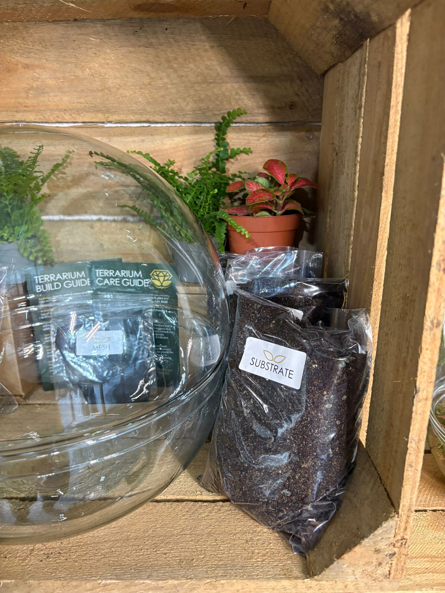 DIY Terrarium Kit - 'Kevin'