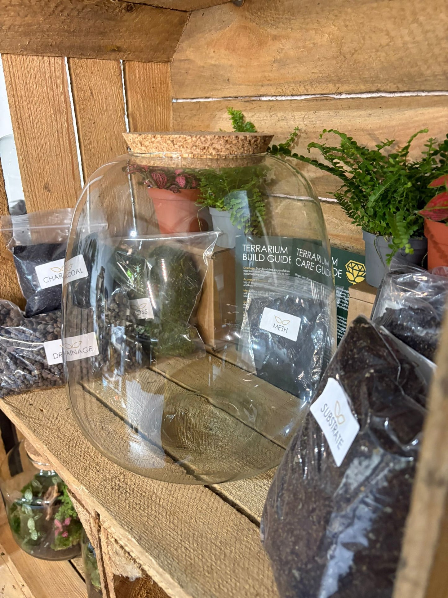 DIY Terrarium Kit - 'Hannah'