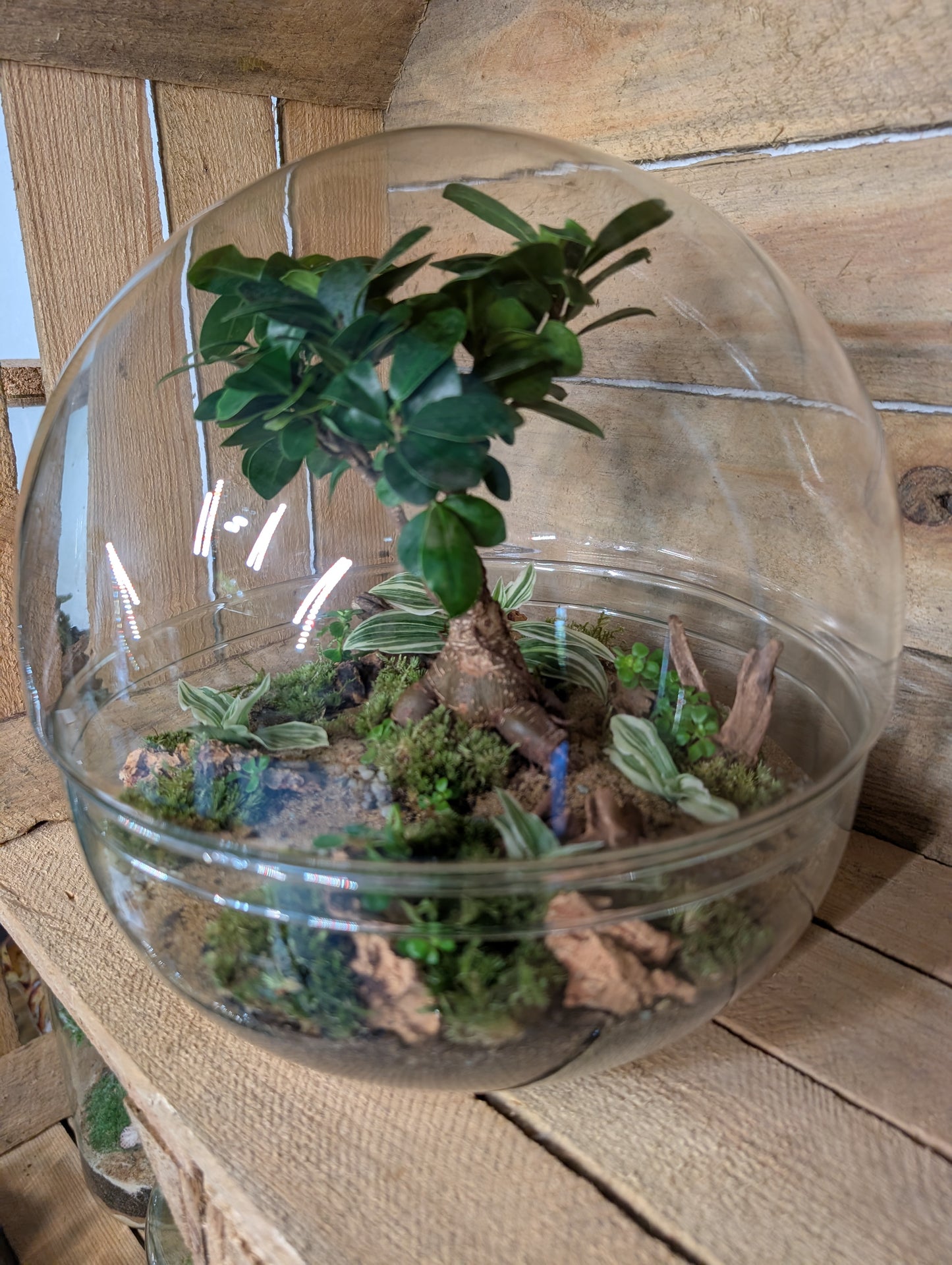 Ready-made Terrarium - 'Kevin'