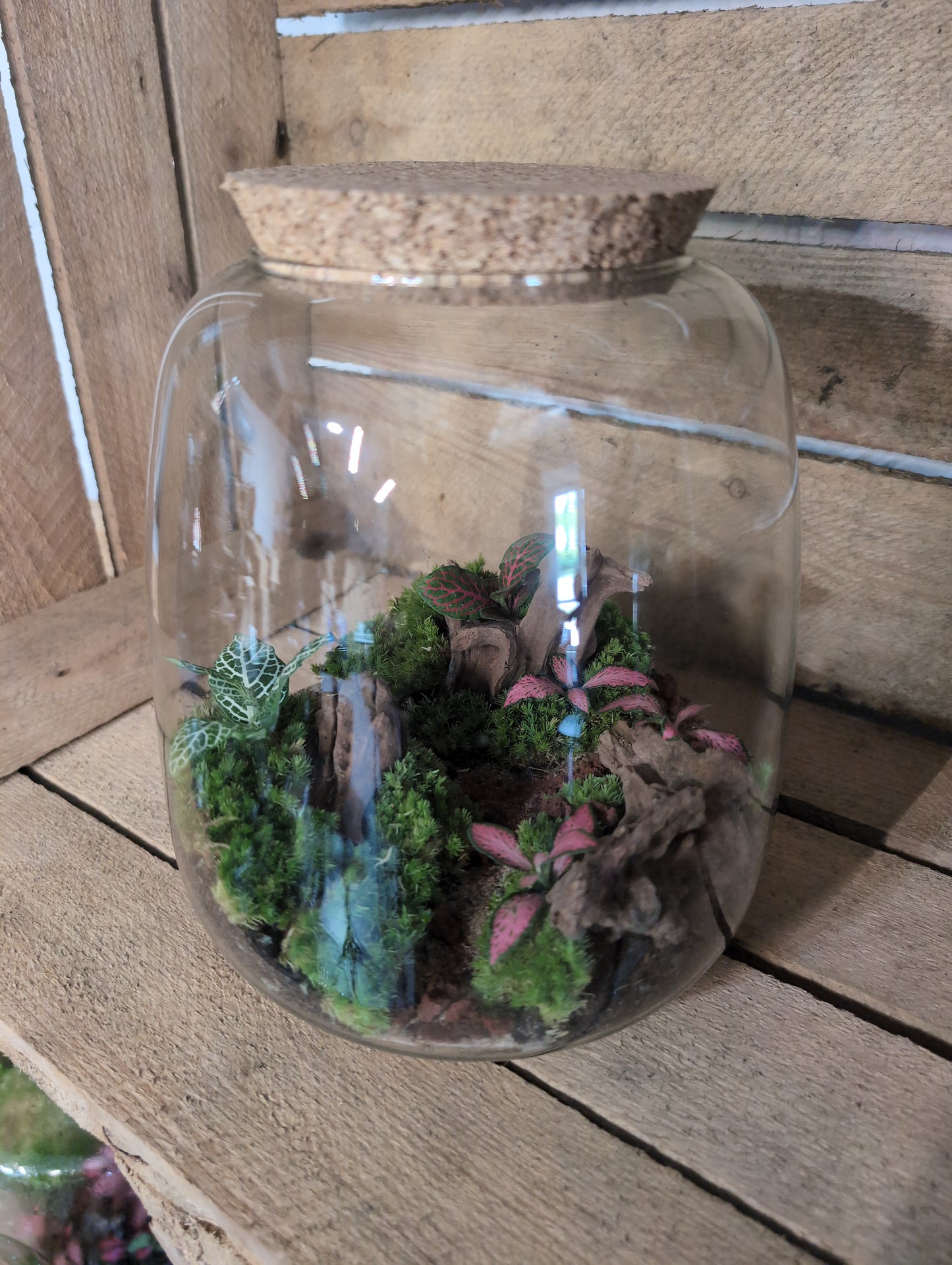 Ready-made Terrarium - 'Anna'