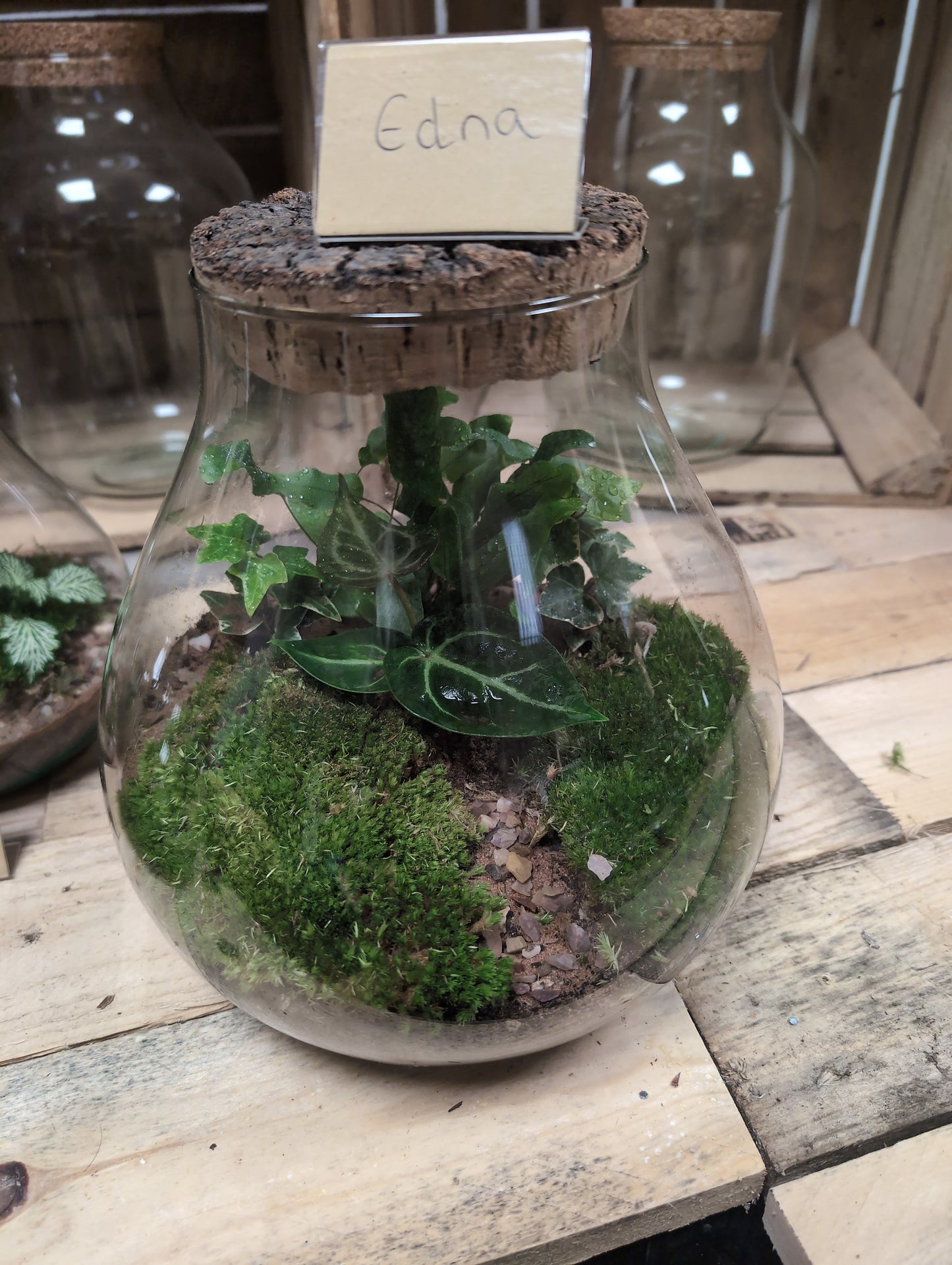 Large Ready-made Terrarium - 'Edna'
