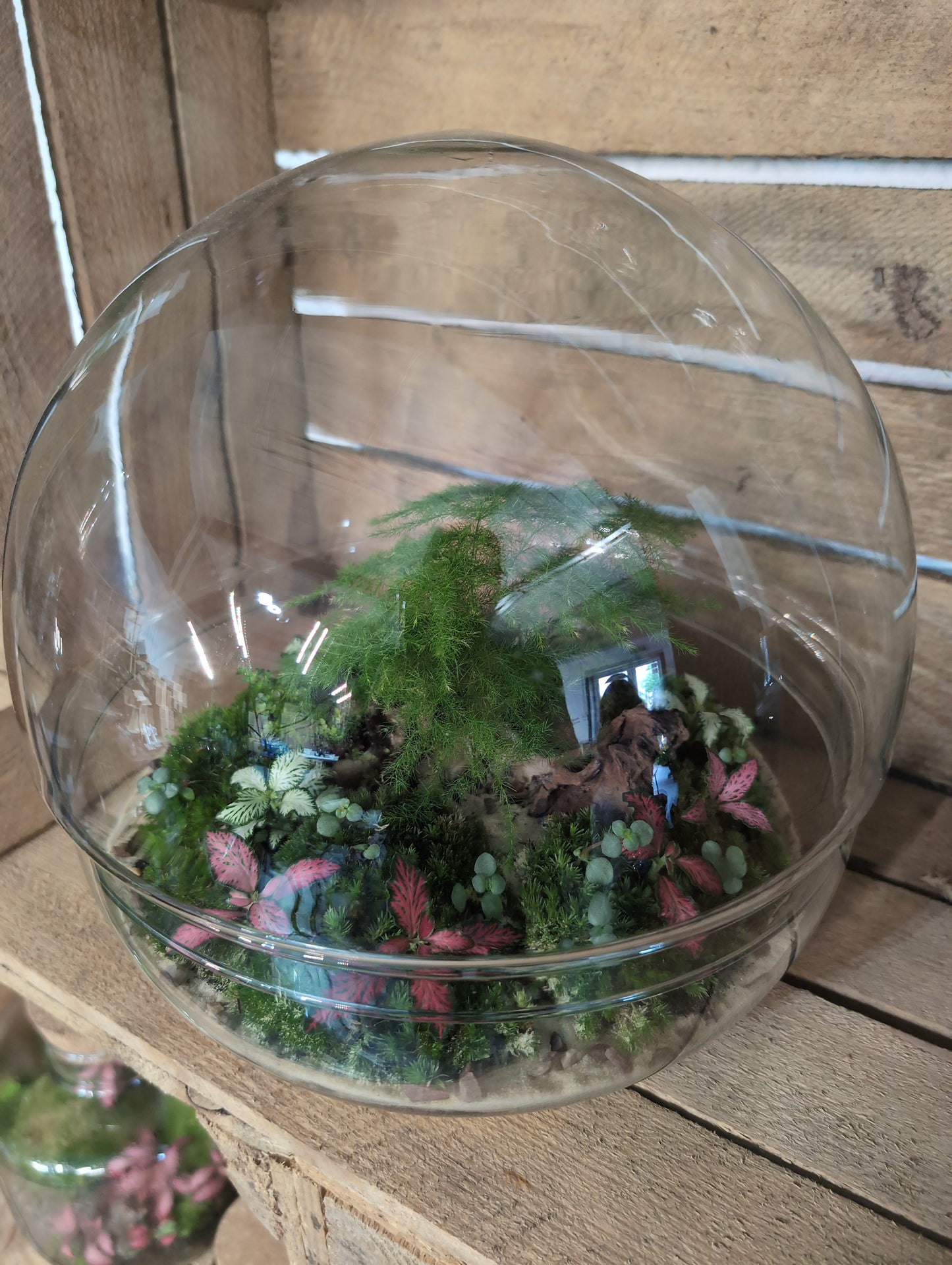 Ready-made Terrarium - 'Kevin'