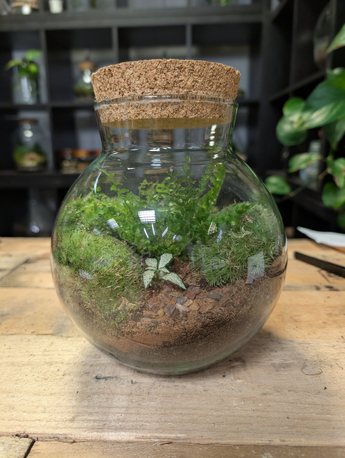 Ready-made Terrarium - 'Joey'