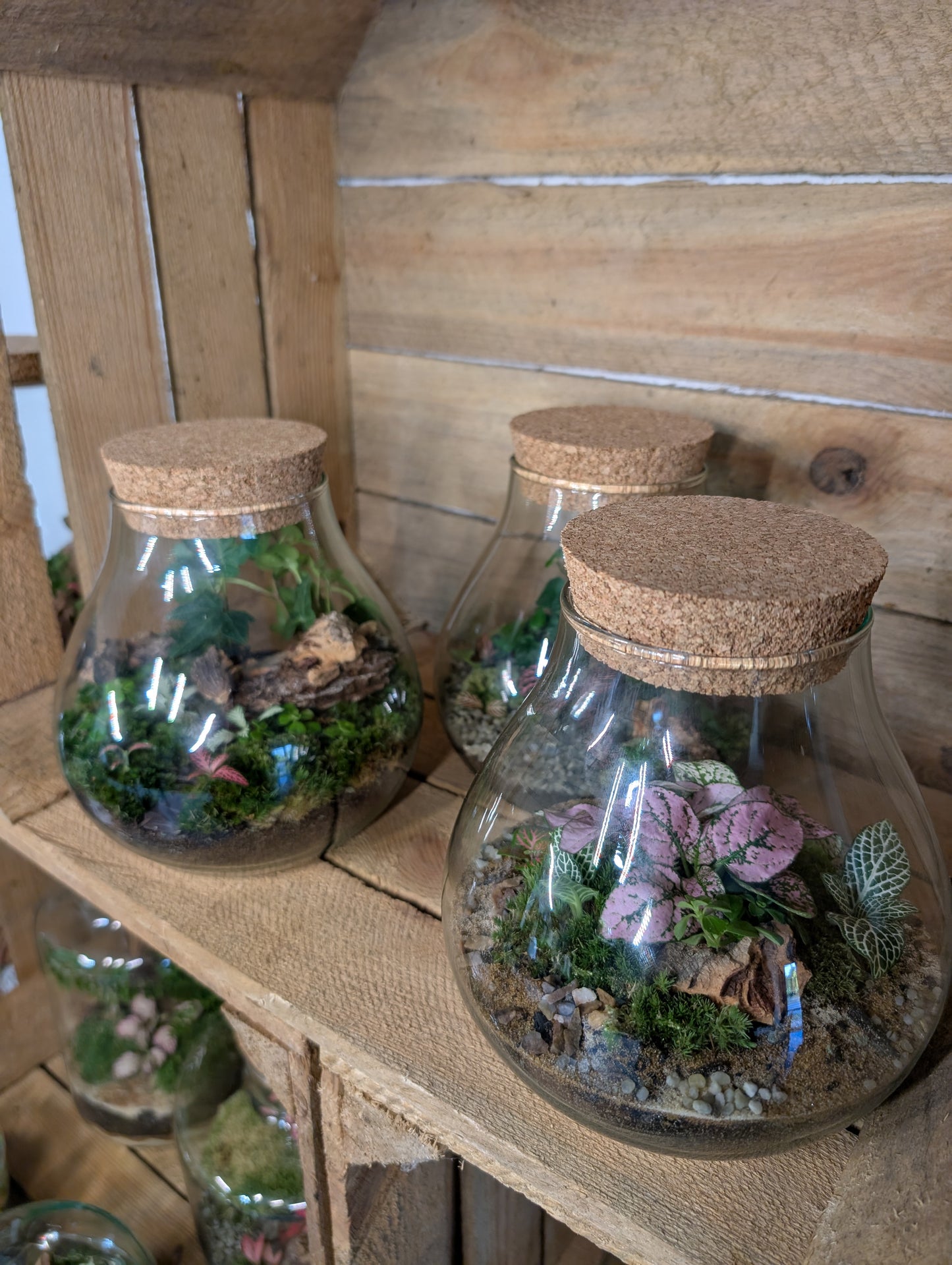 Ready-made Terrarium - 'Fran'