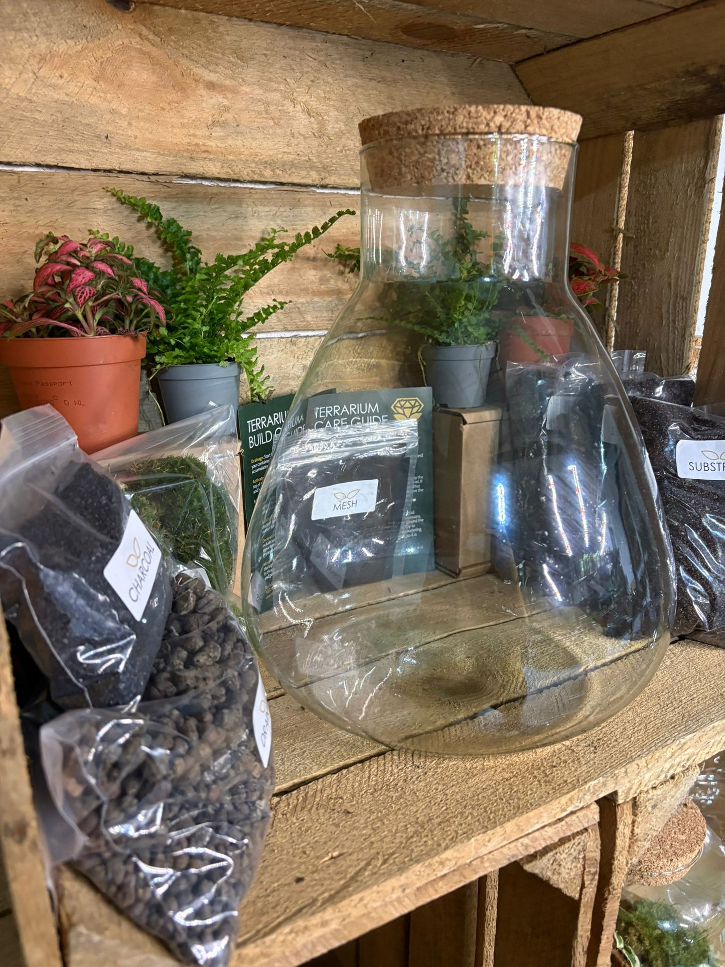 DIY Terrarium Kit - 'Bruce'