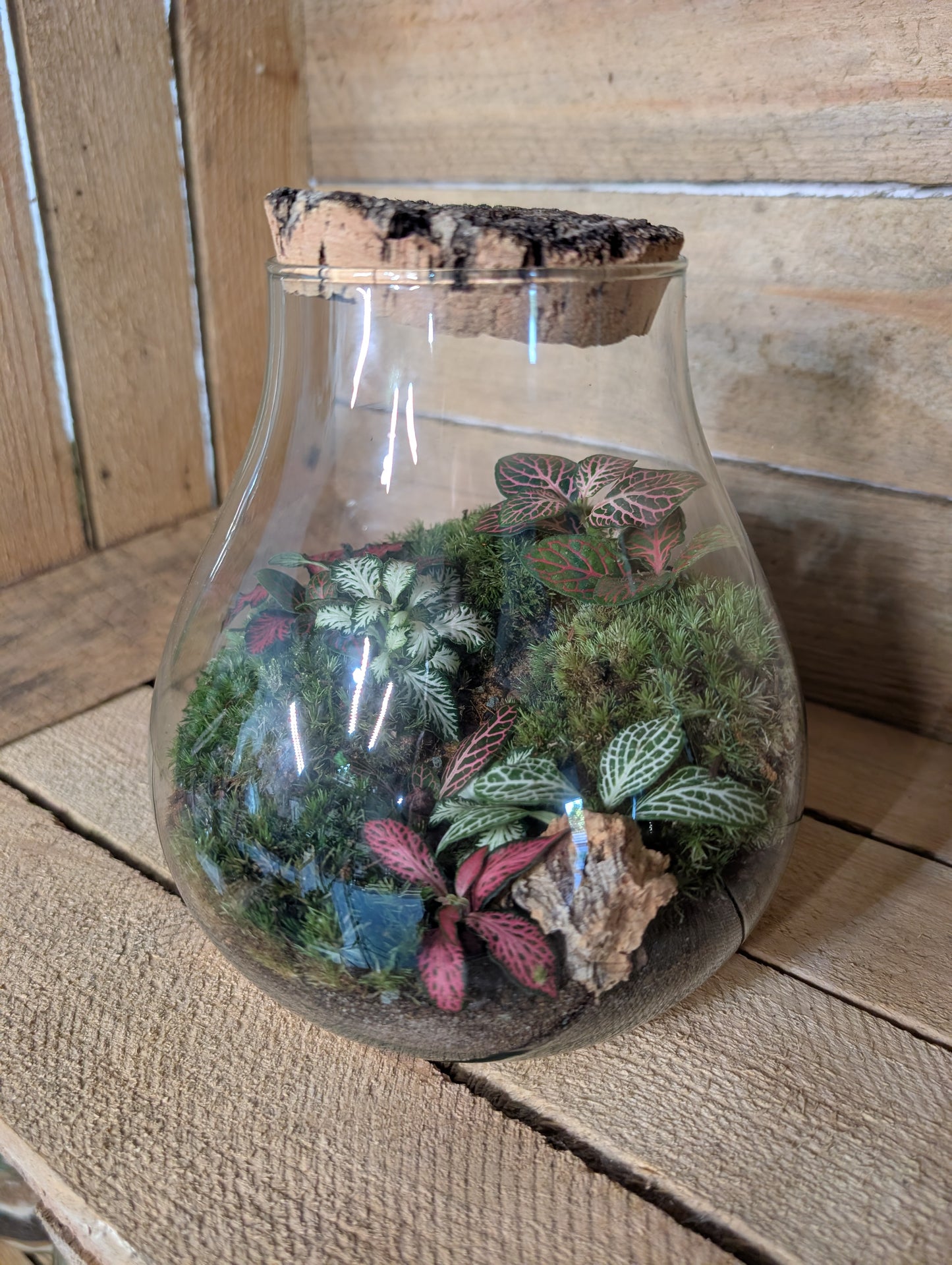 Ready-made Terrarium - 'Jasmine'