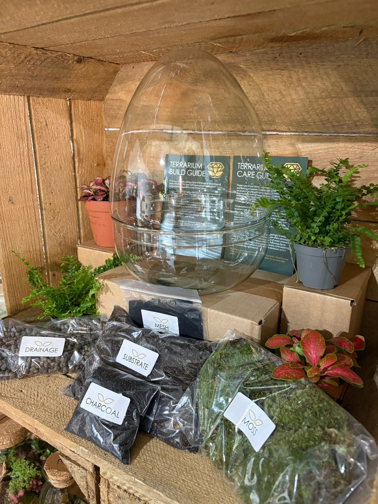 DIY Terrarium Kit - 'Edmond'